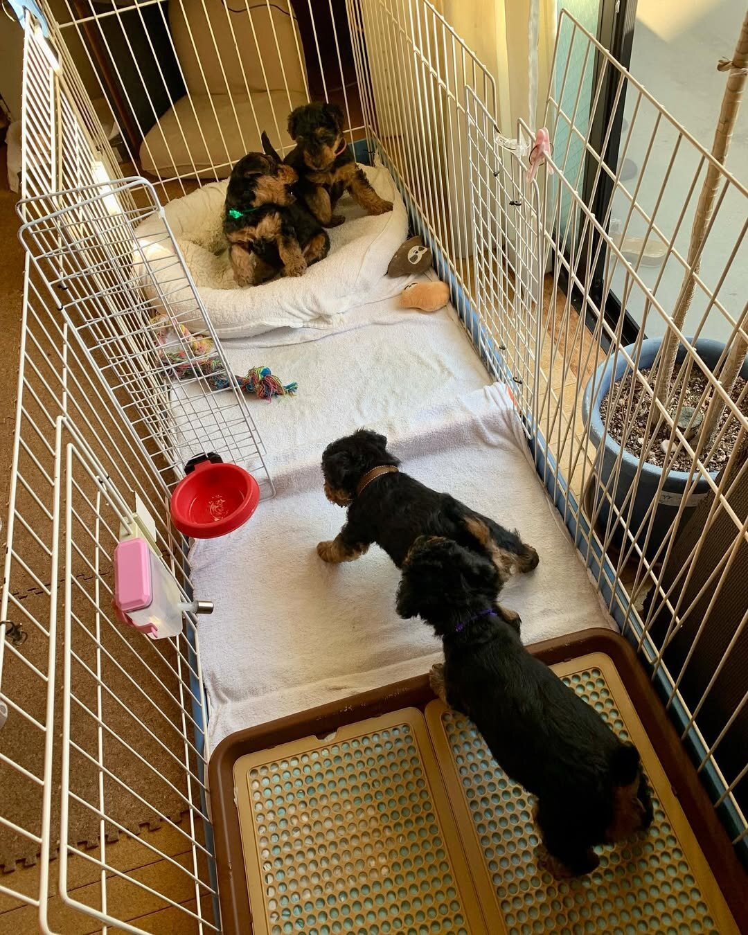 Welsh Terrier image 1