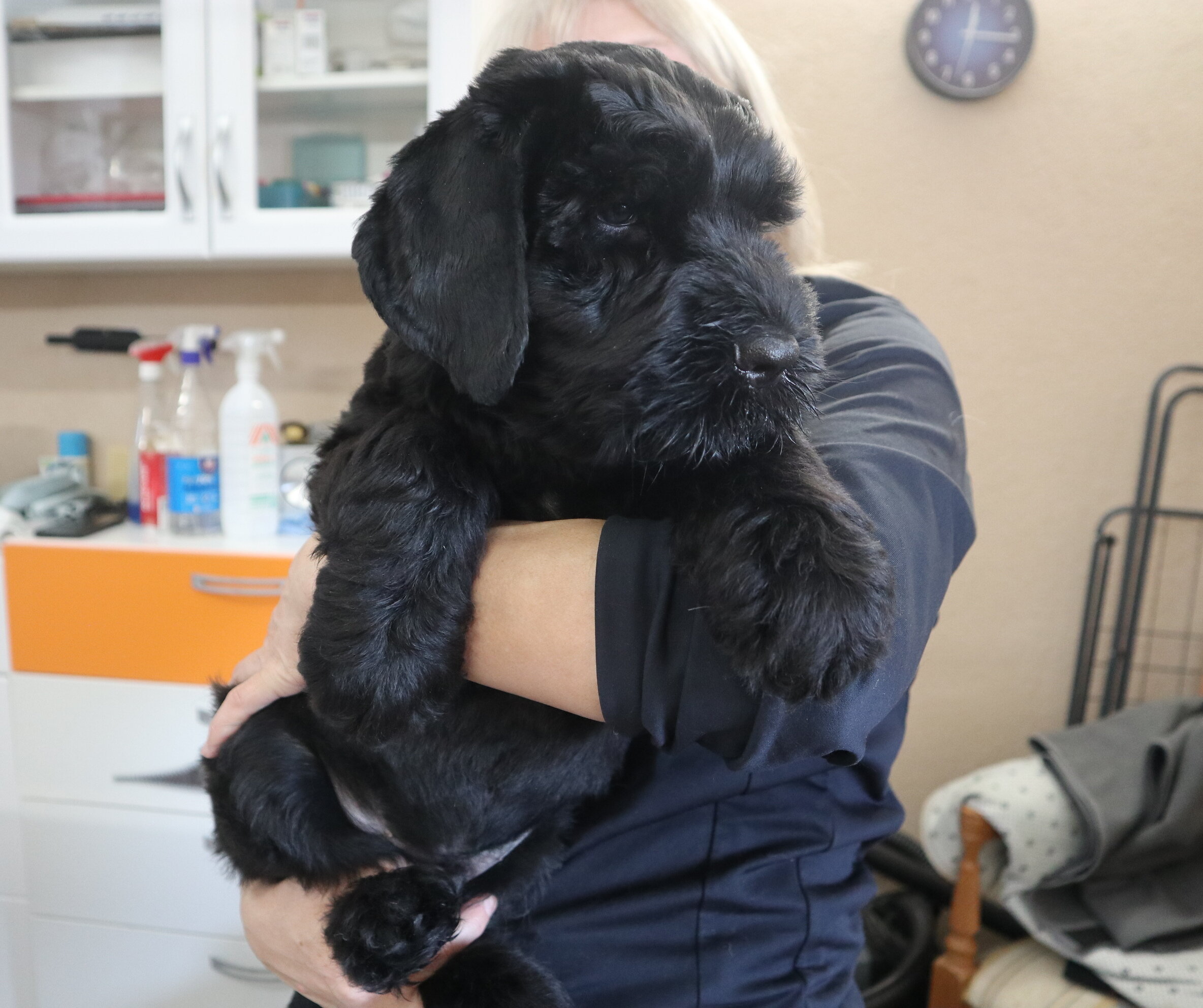 Black Russian Terrier Puppies image 1