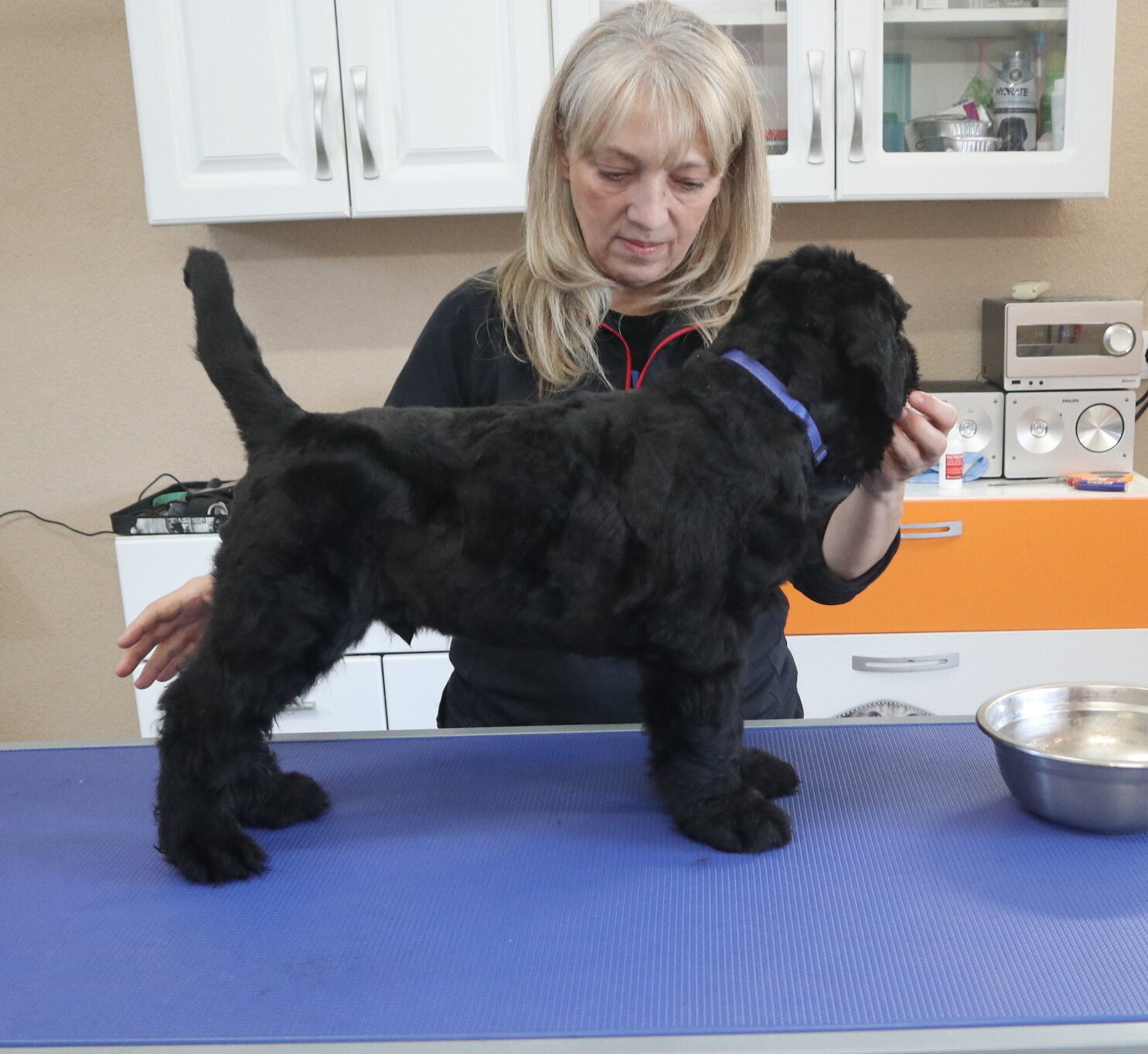 Black Russian Terrier Puppies image 3