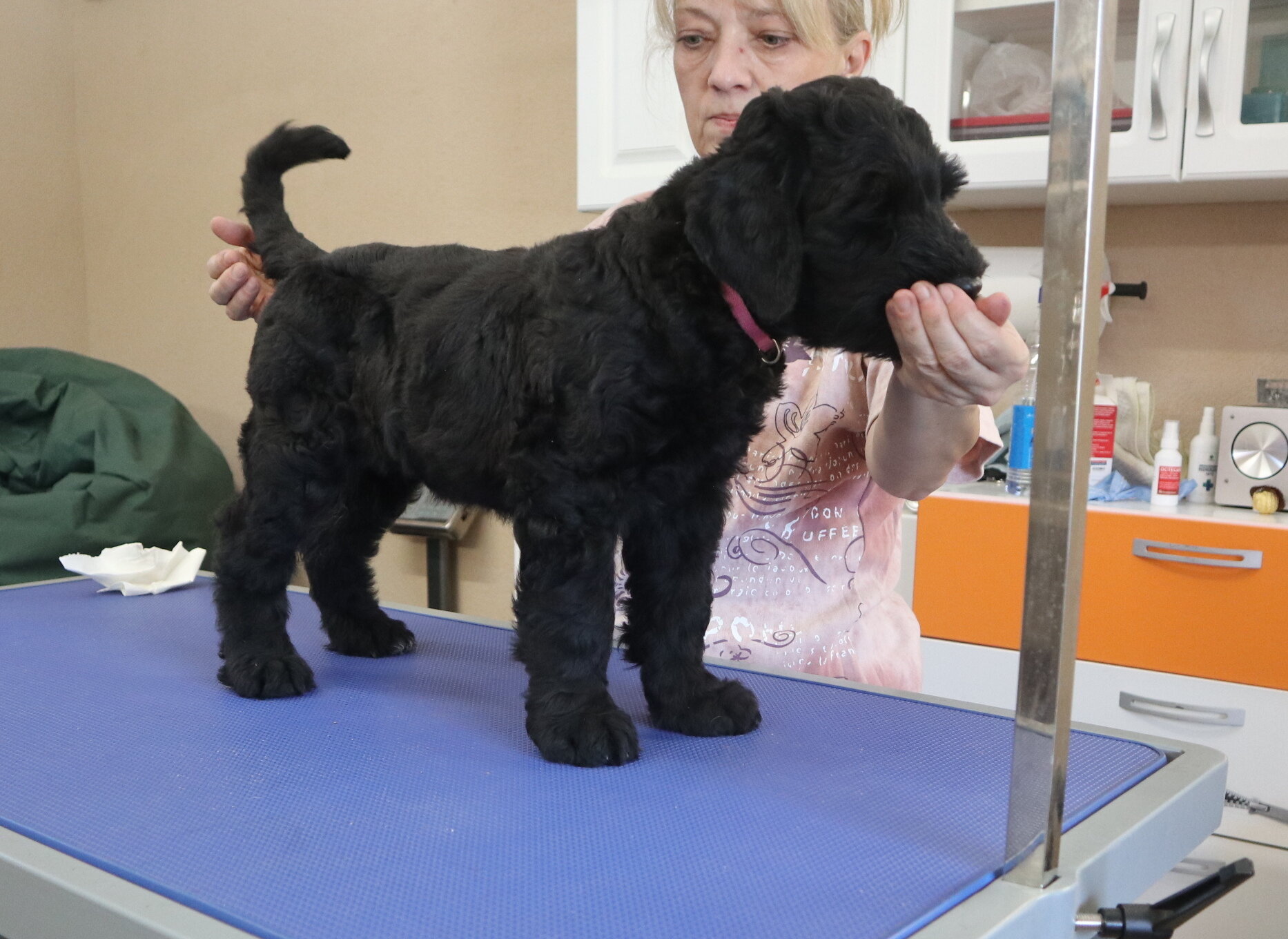 Black Russian Terrier Puppies image 4