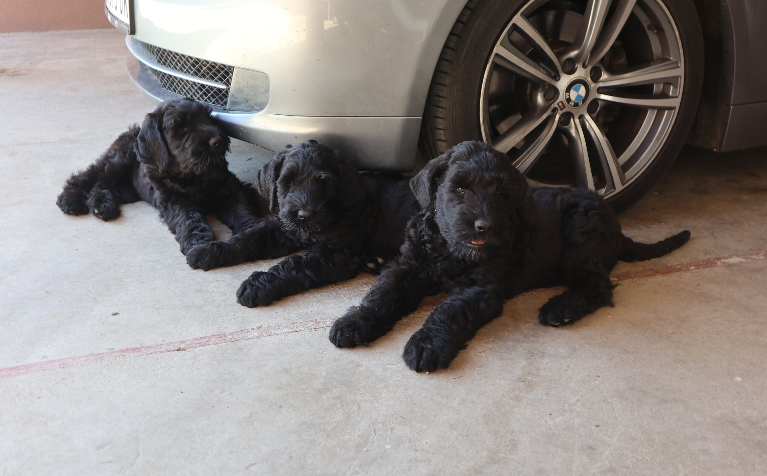 Black Russian Terrier Puppies image 5