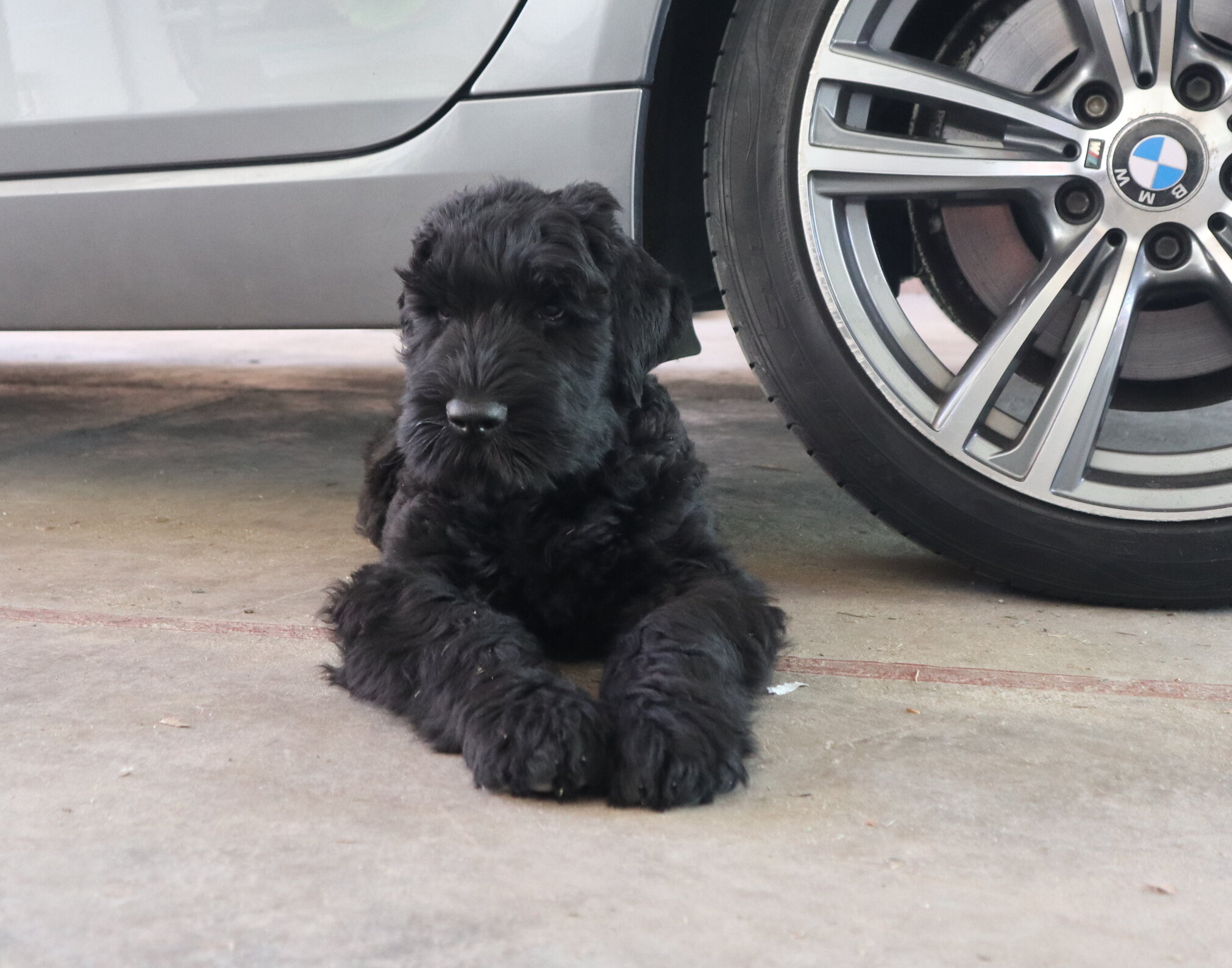 Black Russian Terrier Puppies image 6