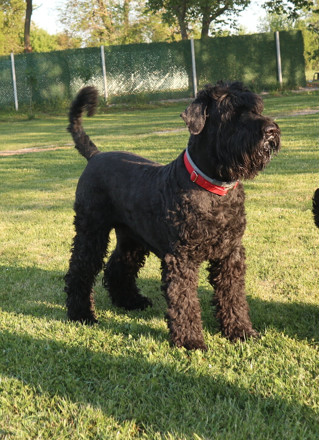 Black Russian Terrier Puppies image 7