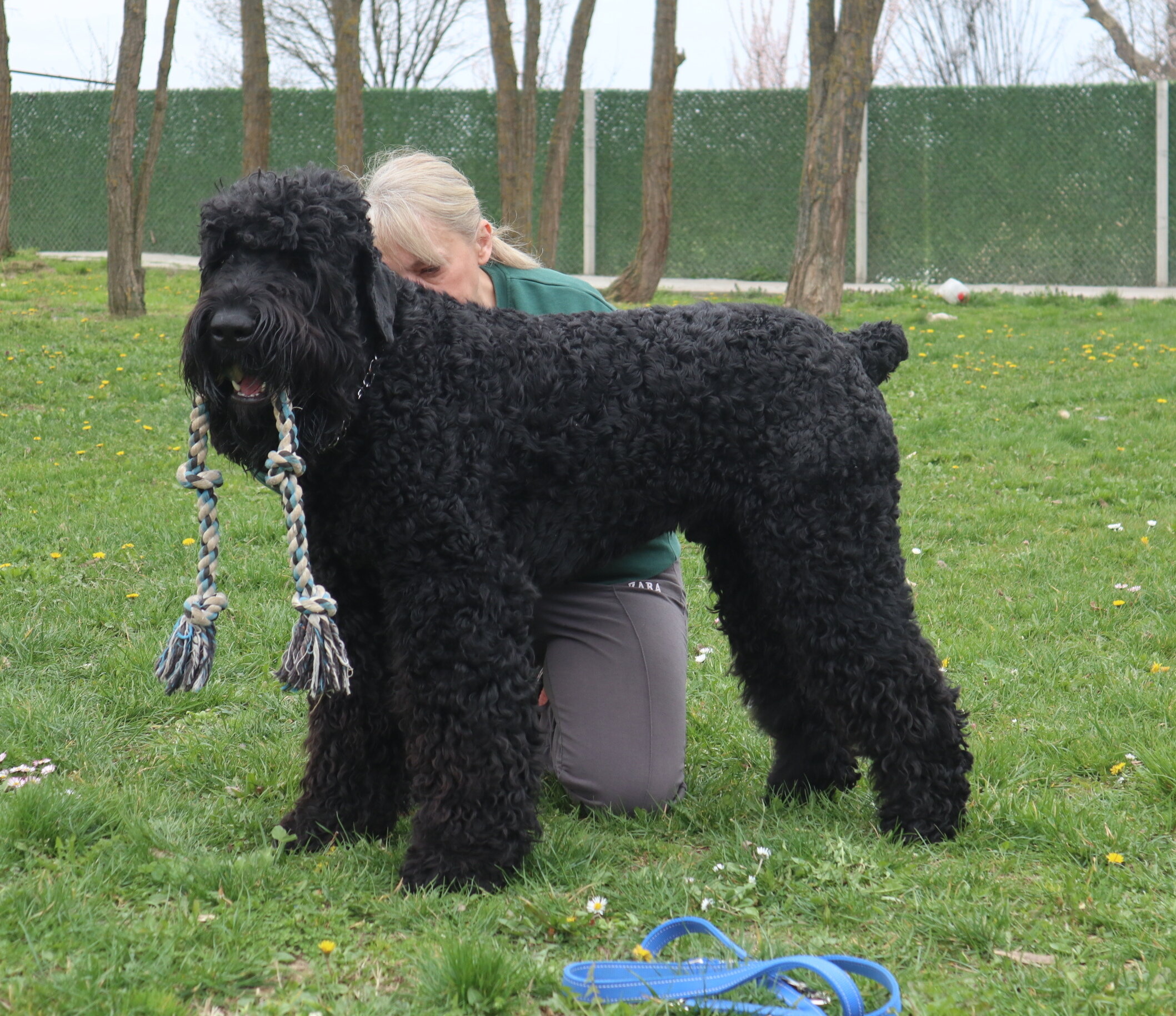 Black Russian Terrier Puppies image 8