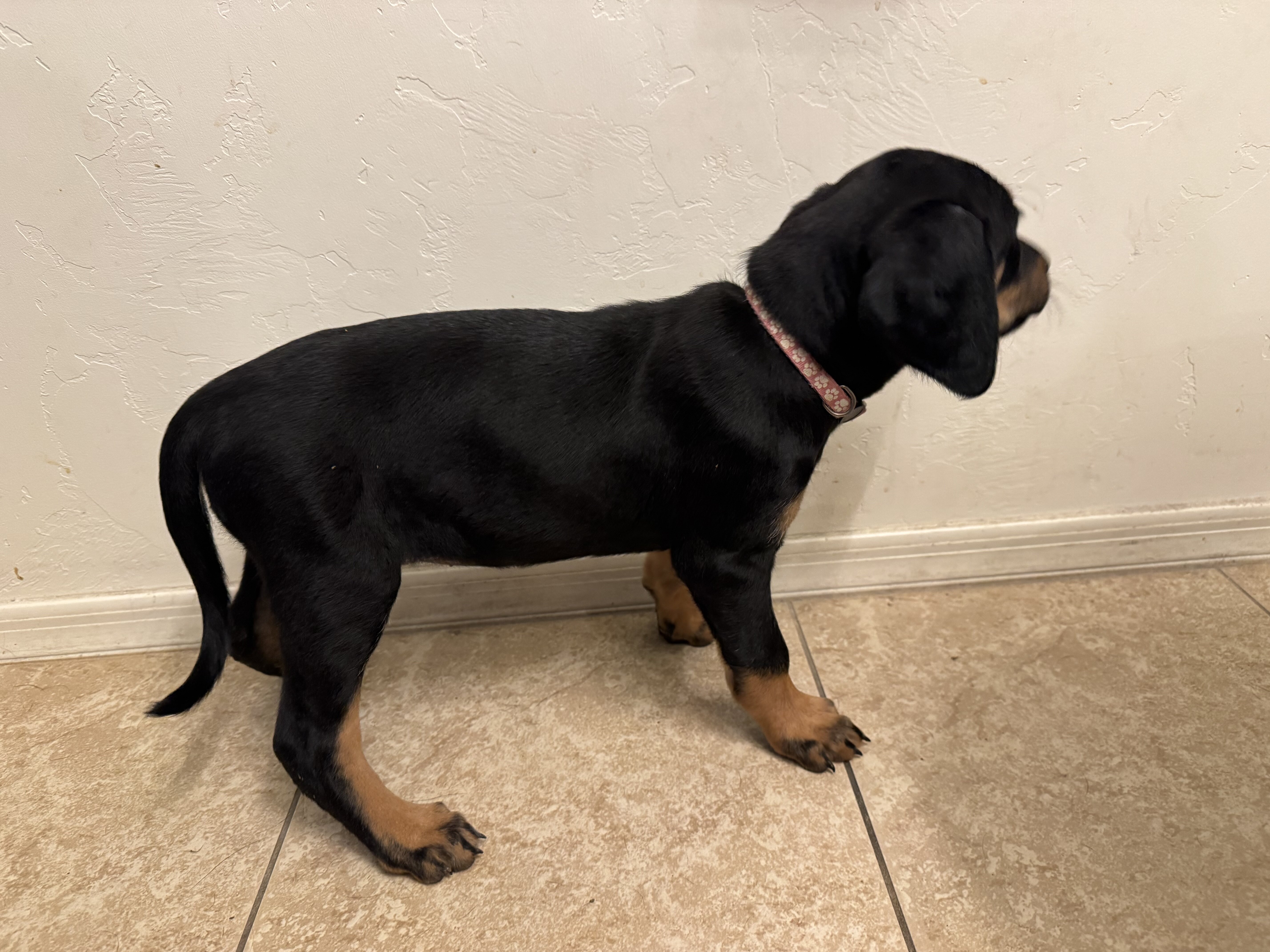 Doberman/Lab-Airedale Mix Puppies image 3