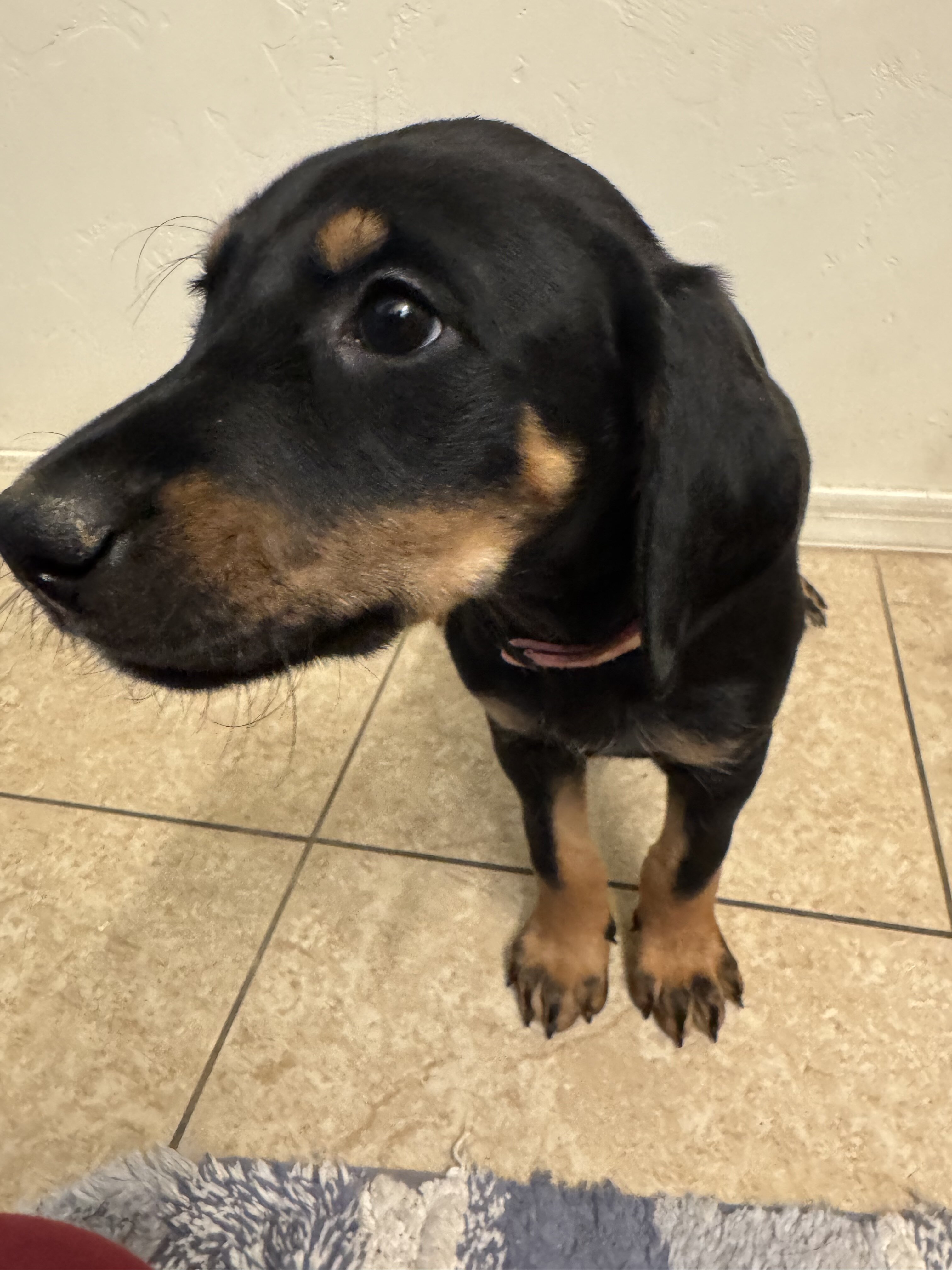 Doberman/Lab-Airedale Mix Puppies image 4