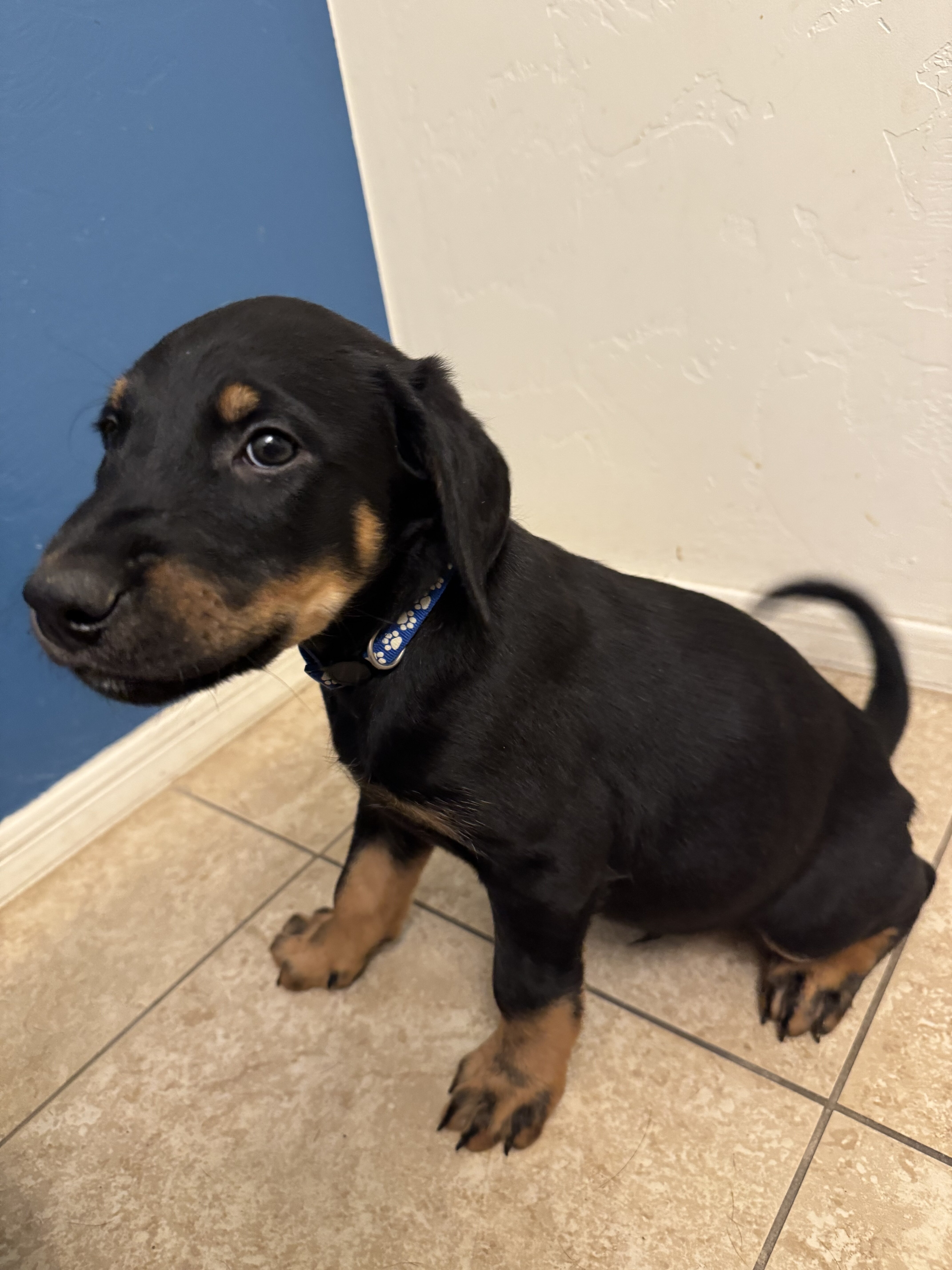 Doberman/Lab-Airedale Mix Puppies image 1