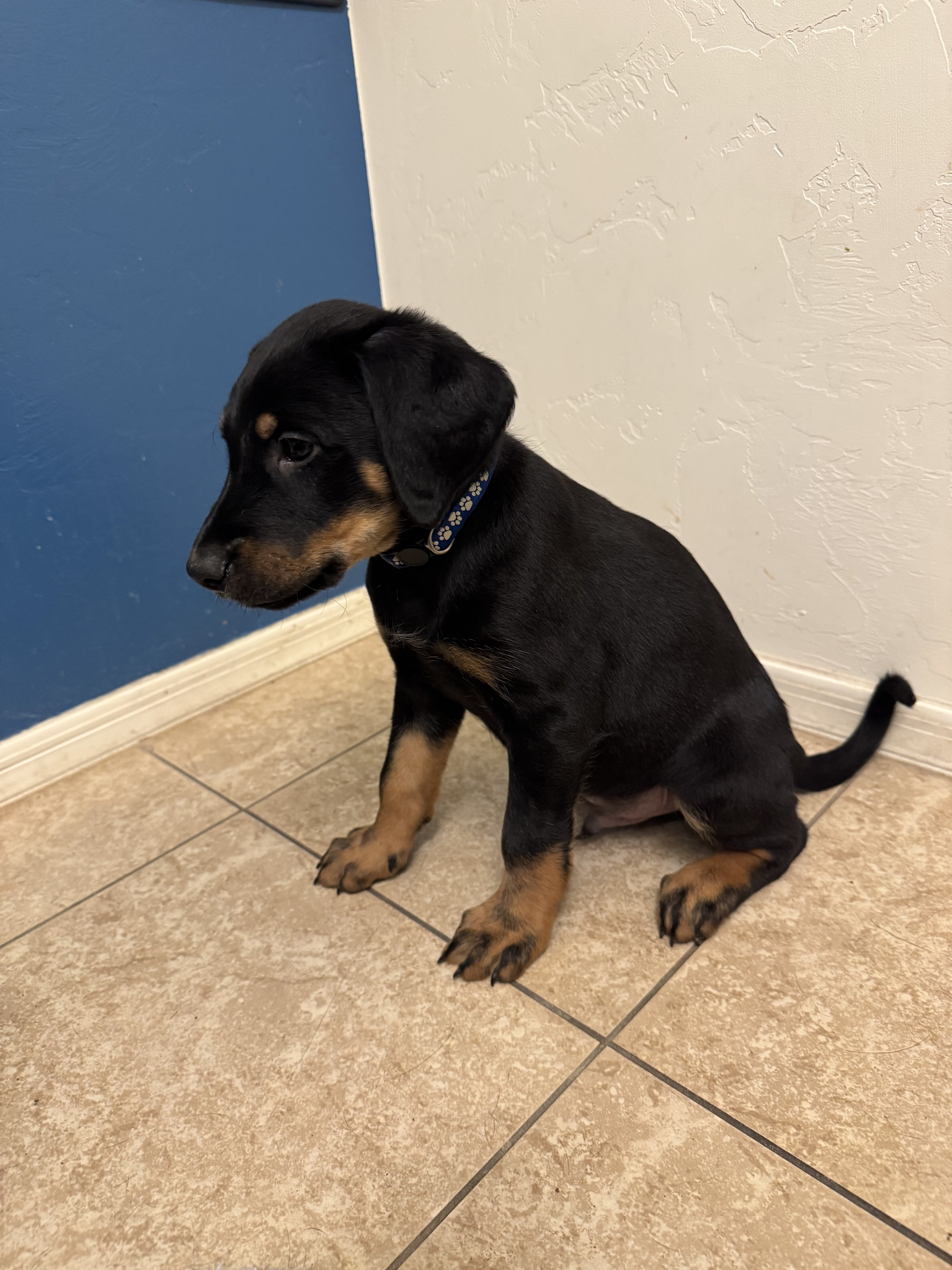 Doberman/Lab-Airedale Mix Puppies image 2
