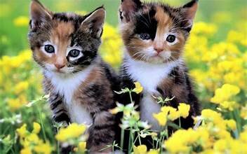 Kittens image 1