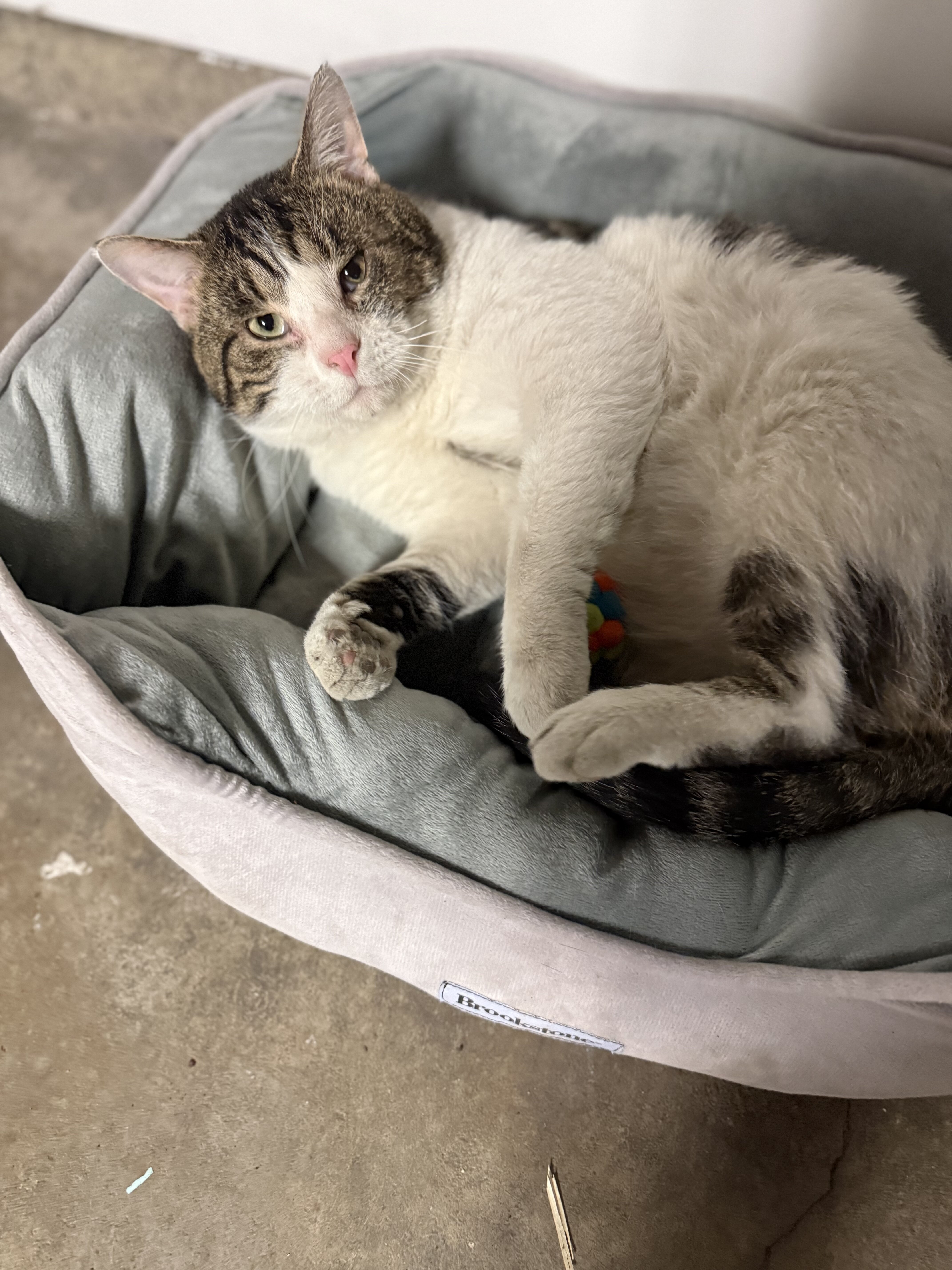 LOVING HOME NEEDED FOR SWEET CAT image 3