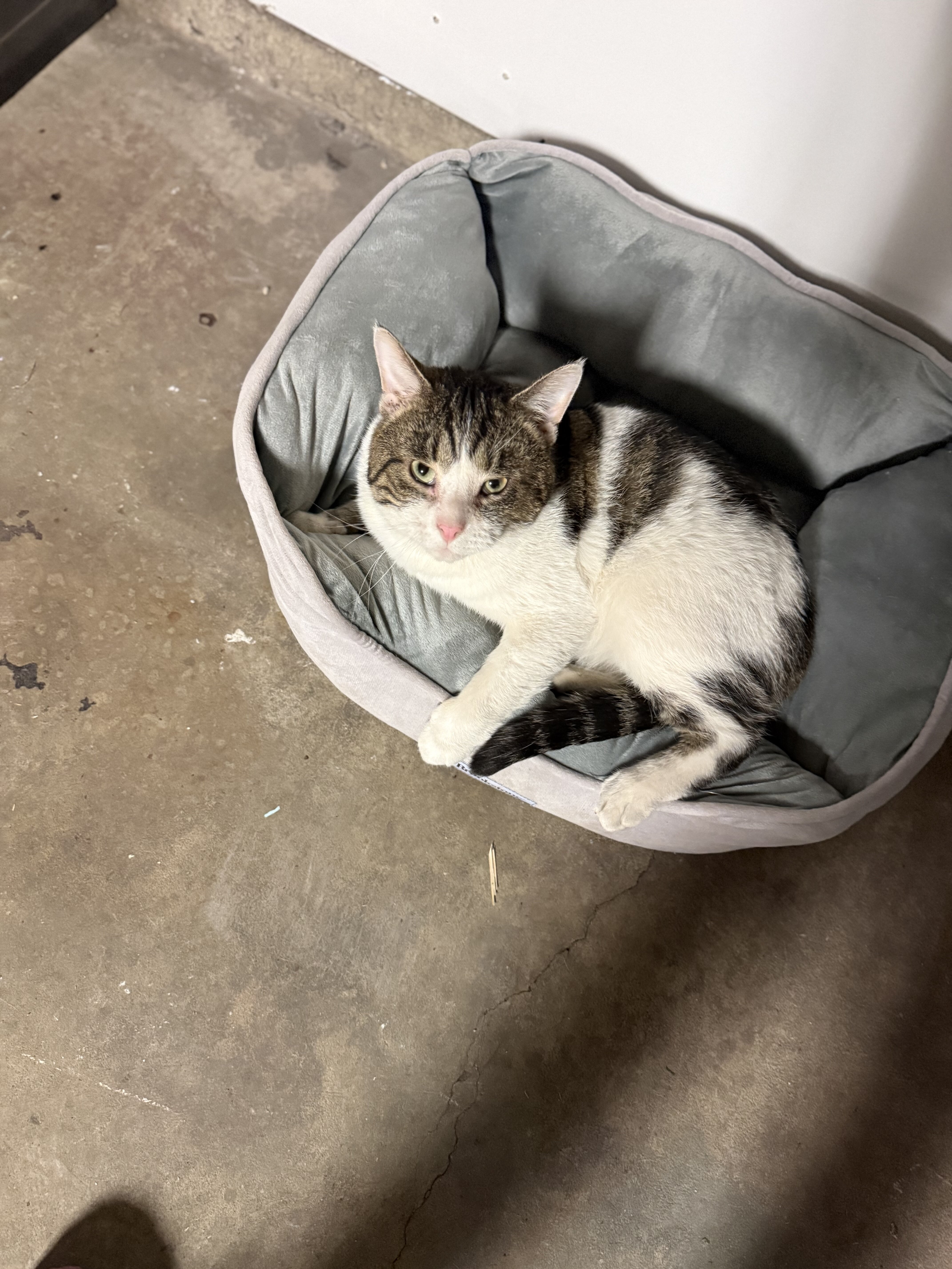 LOVING HOME NEEDED FOR SWEET CAT image 2