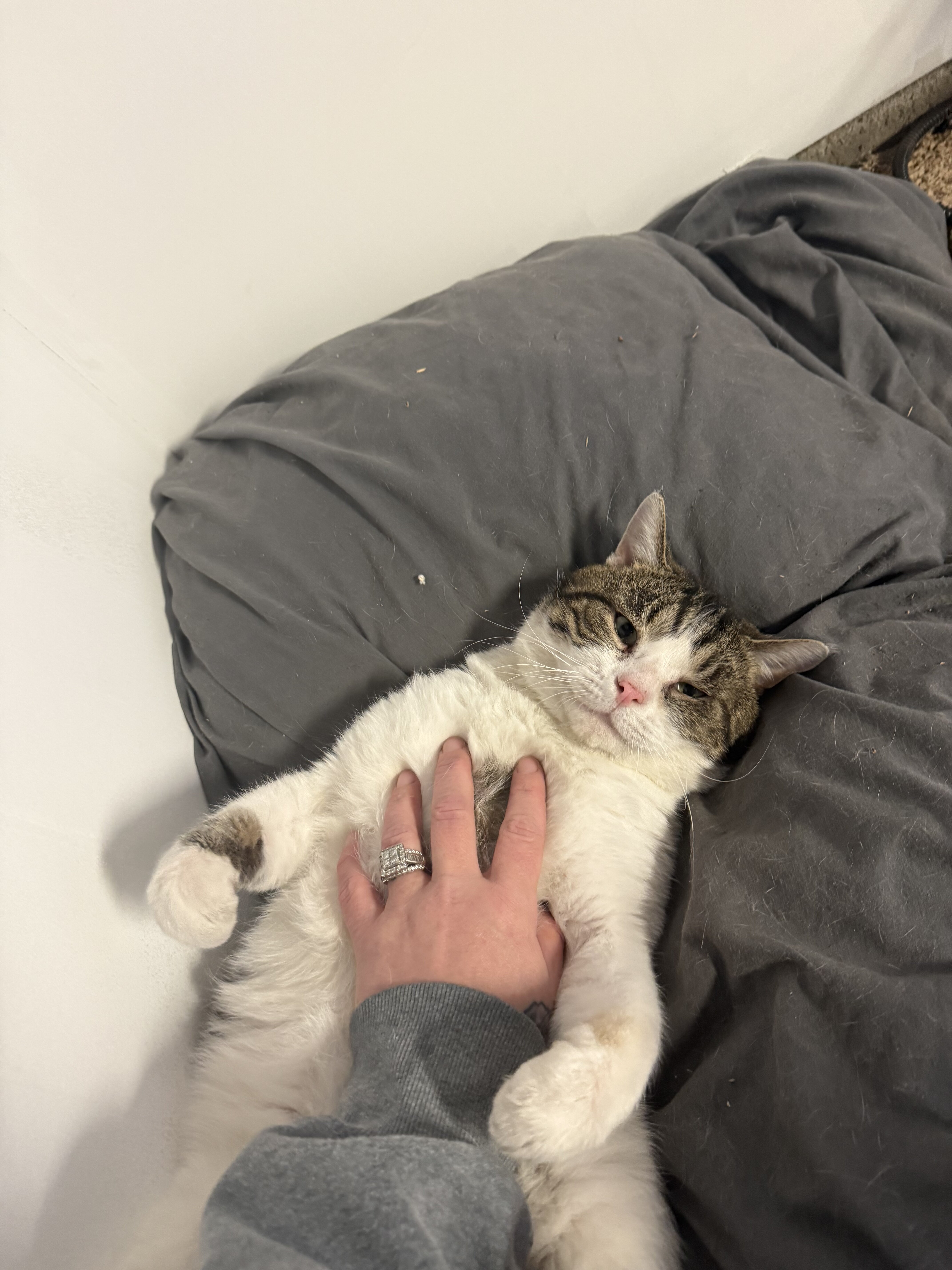 LOVING HOME NEEDED FOR SWEET CAT image 1