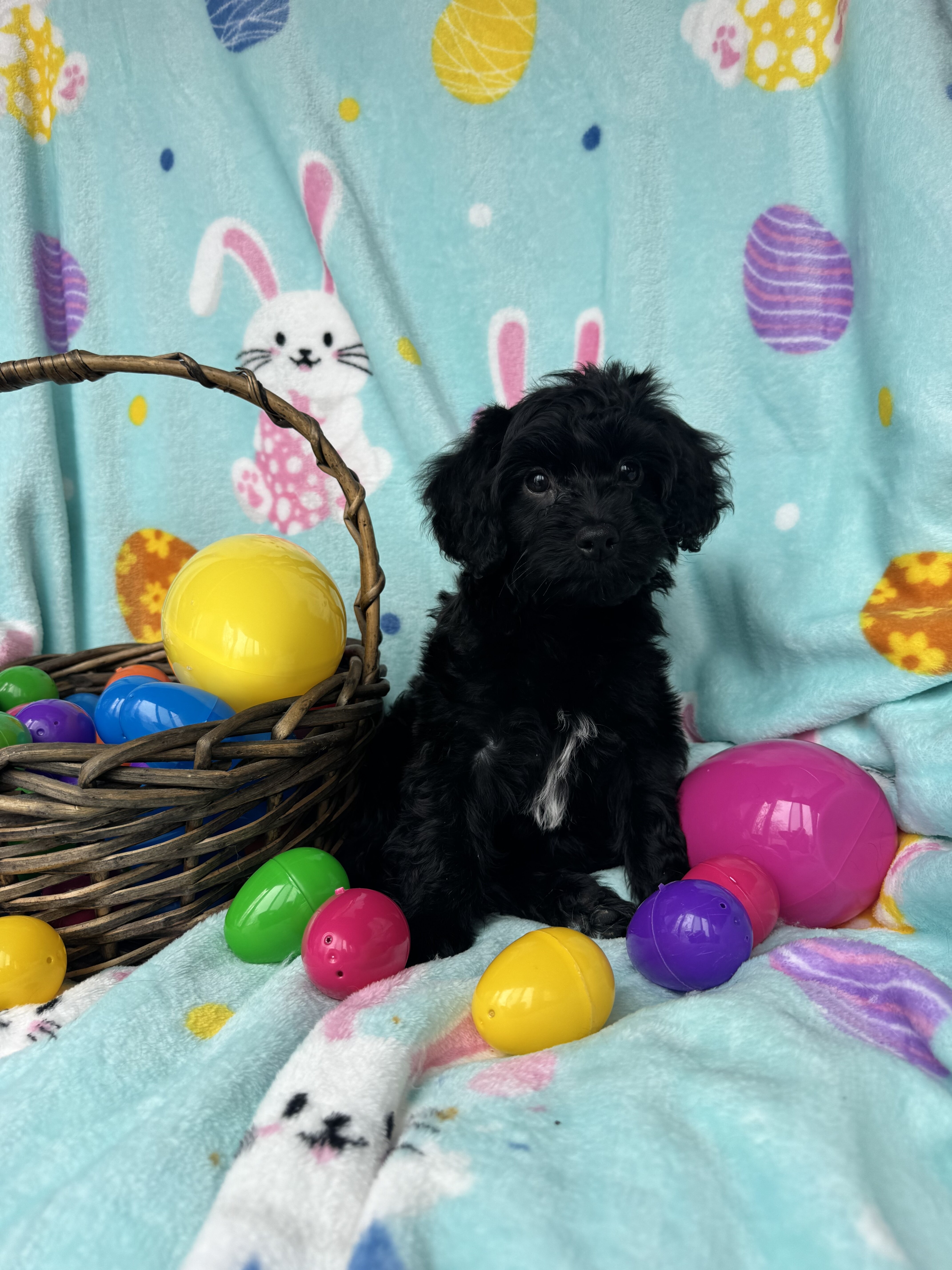 Cockapoo Puppies image 2