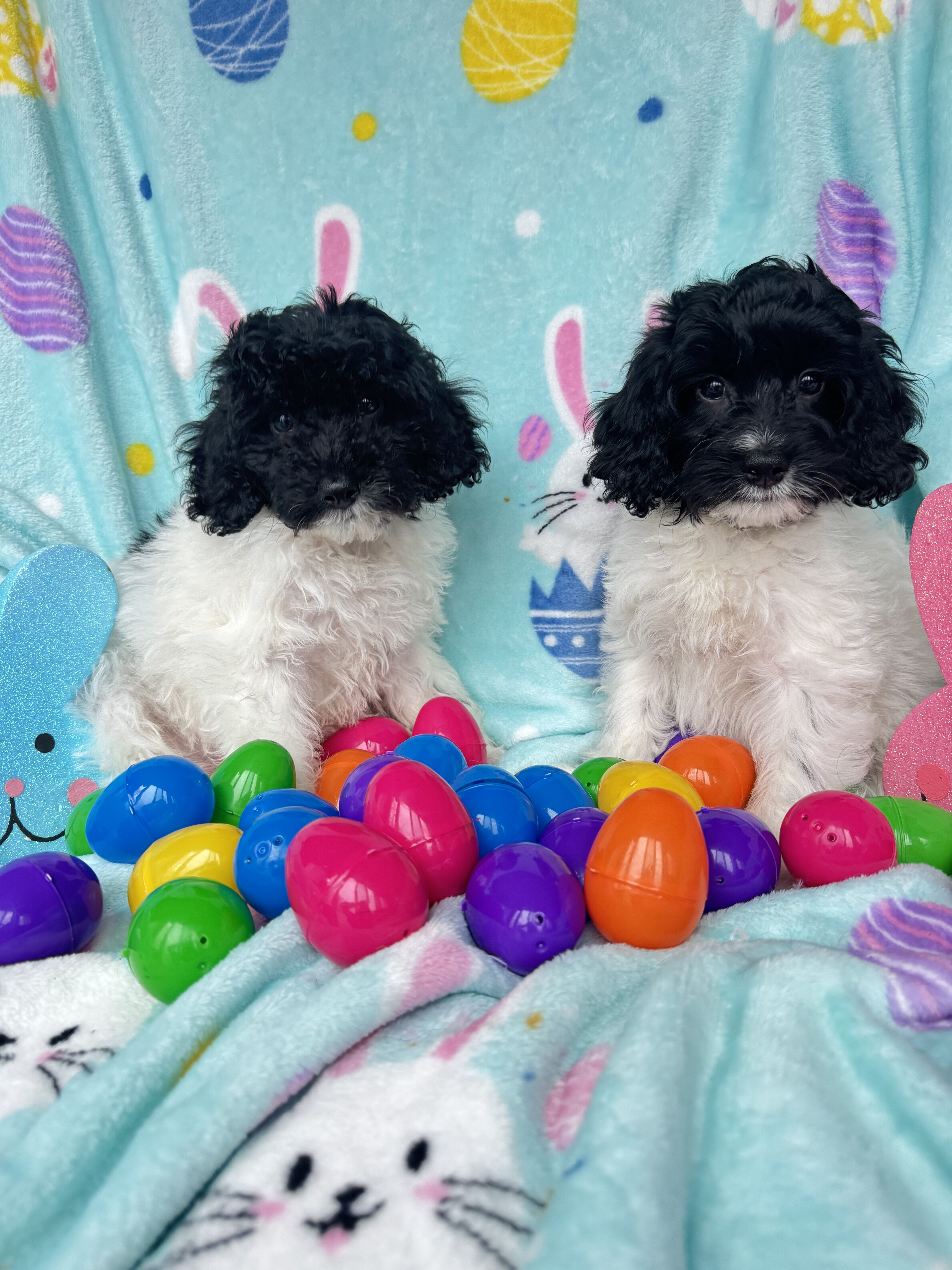 Cockapoo Puppies image 3
