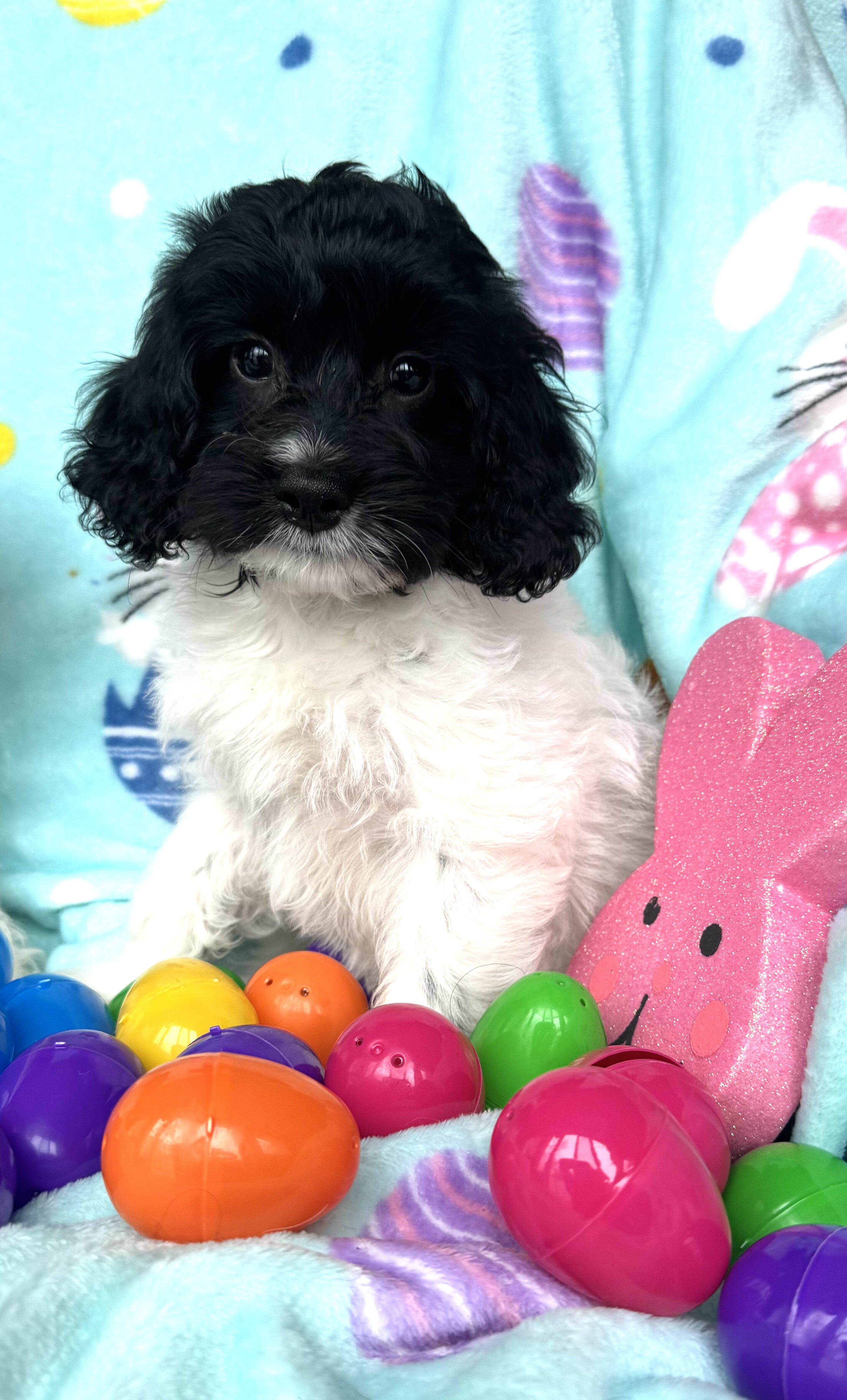 Cockapoo Puppies image 1