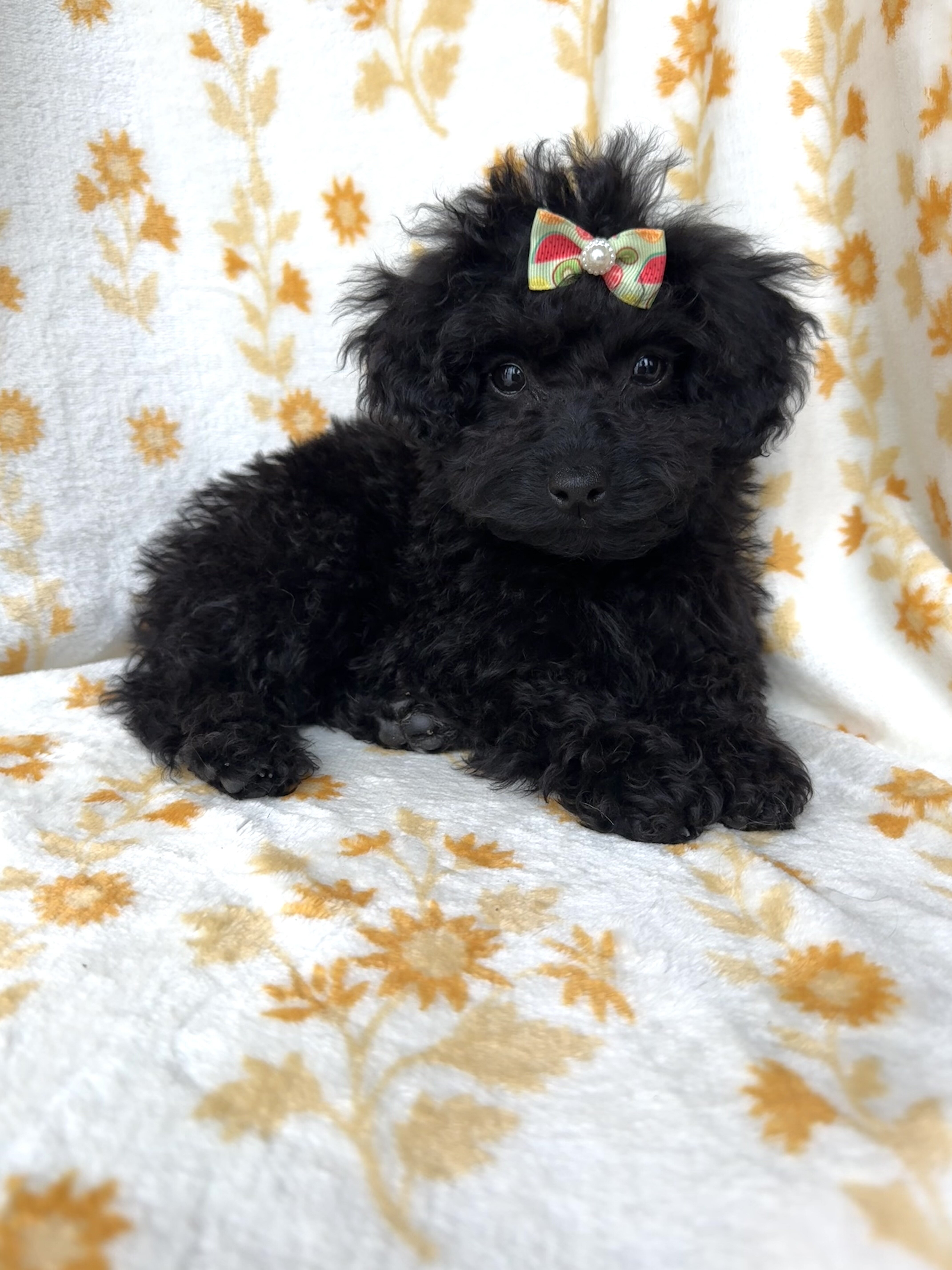 Cockapoo Puppies image 4