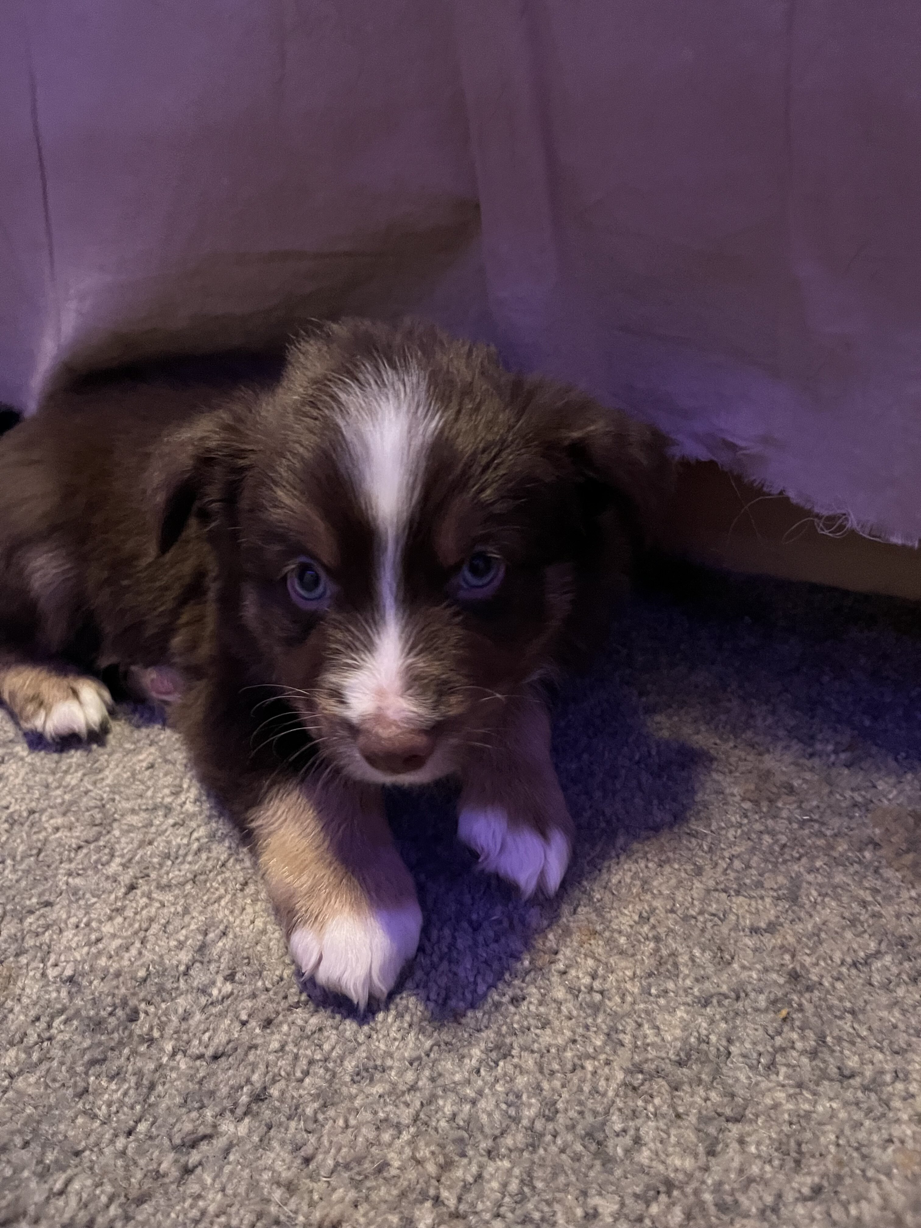 Miniature Australian Shepherd image 2