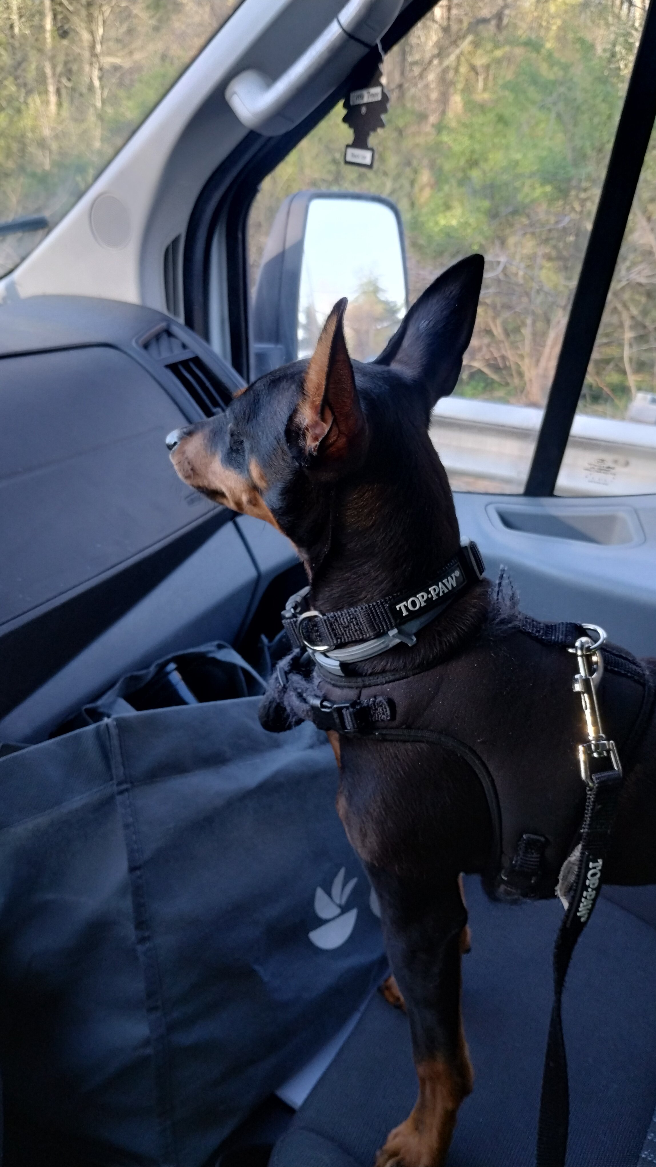Miniature Pinscher puppy image 6