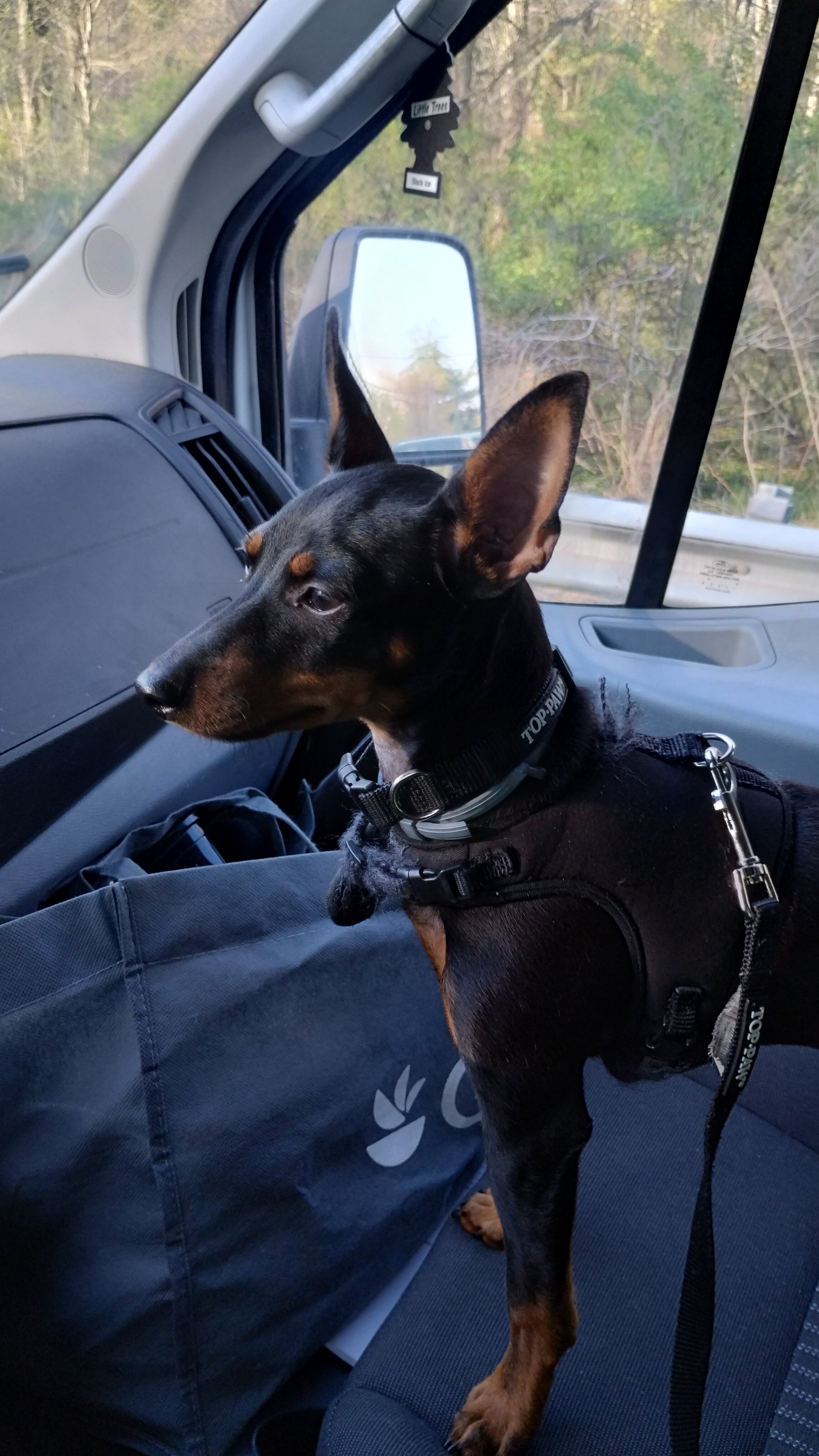 Miniature Pinscher puppy image 3