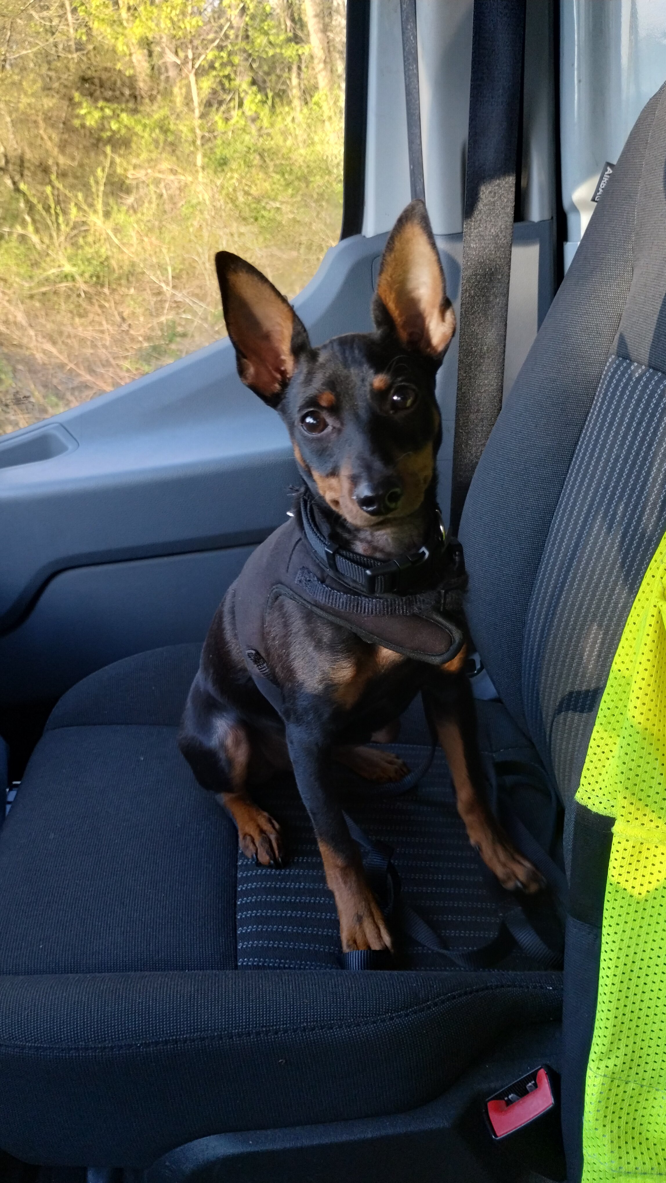 Miniature Pinscher puppy image 5