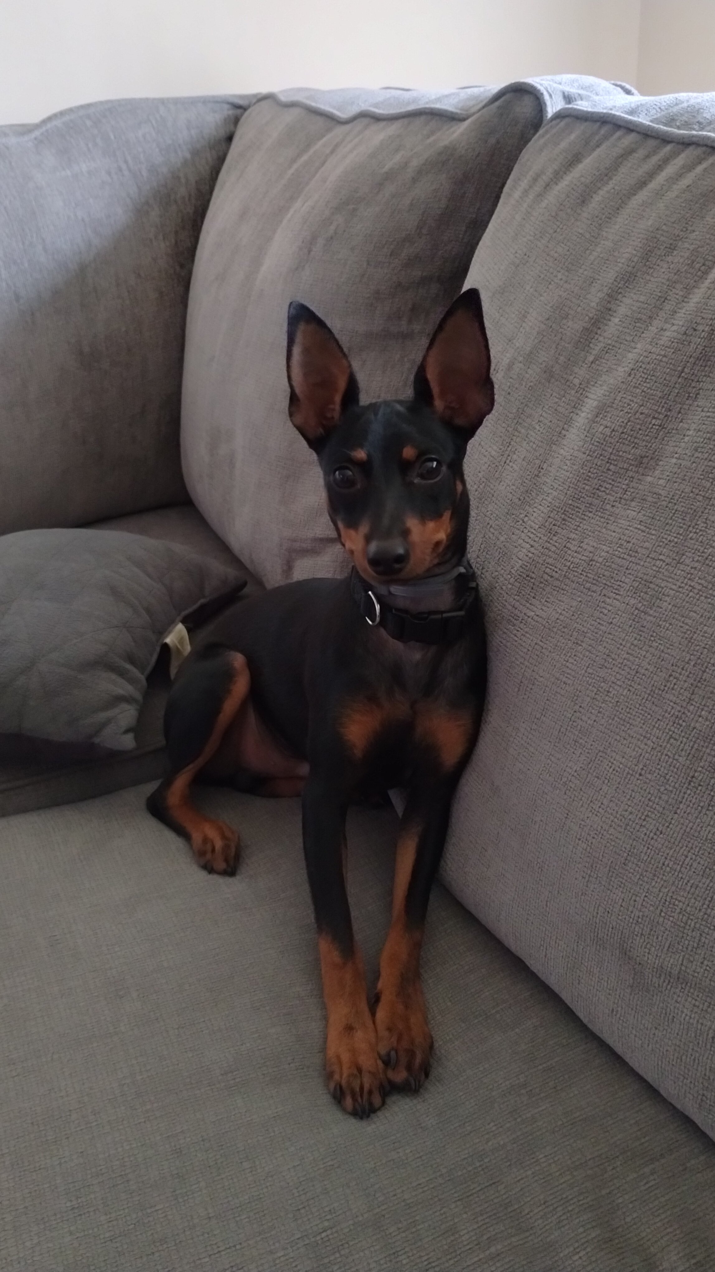Miniature Pinscher puppy image 4