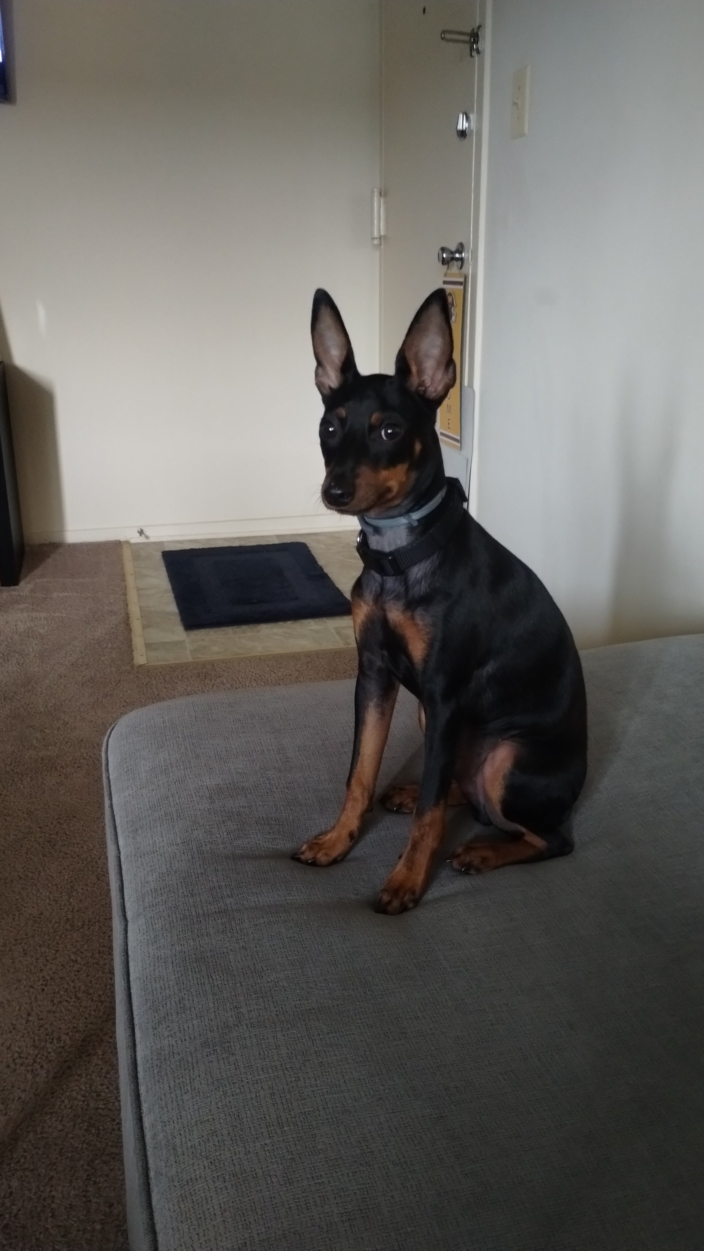 Miniature Pinscher puppy image 2