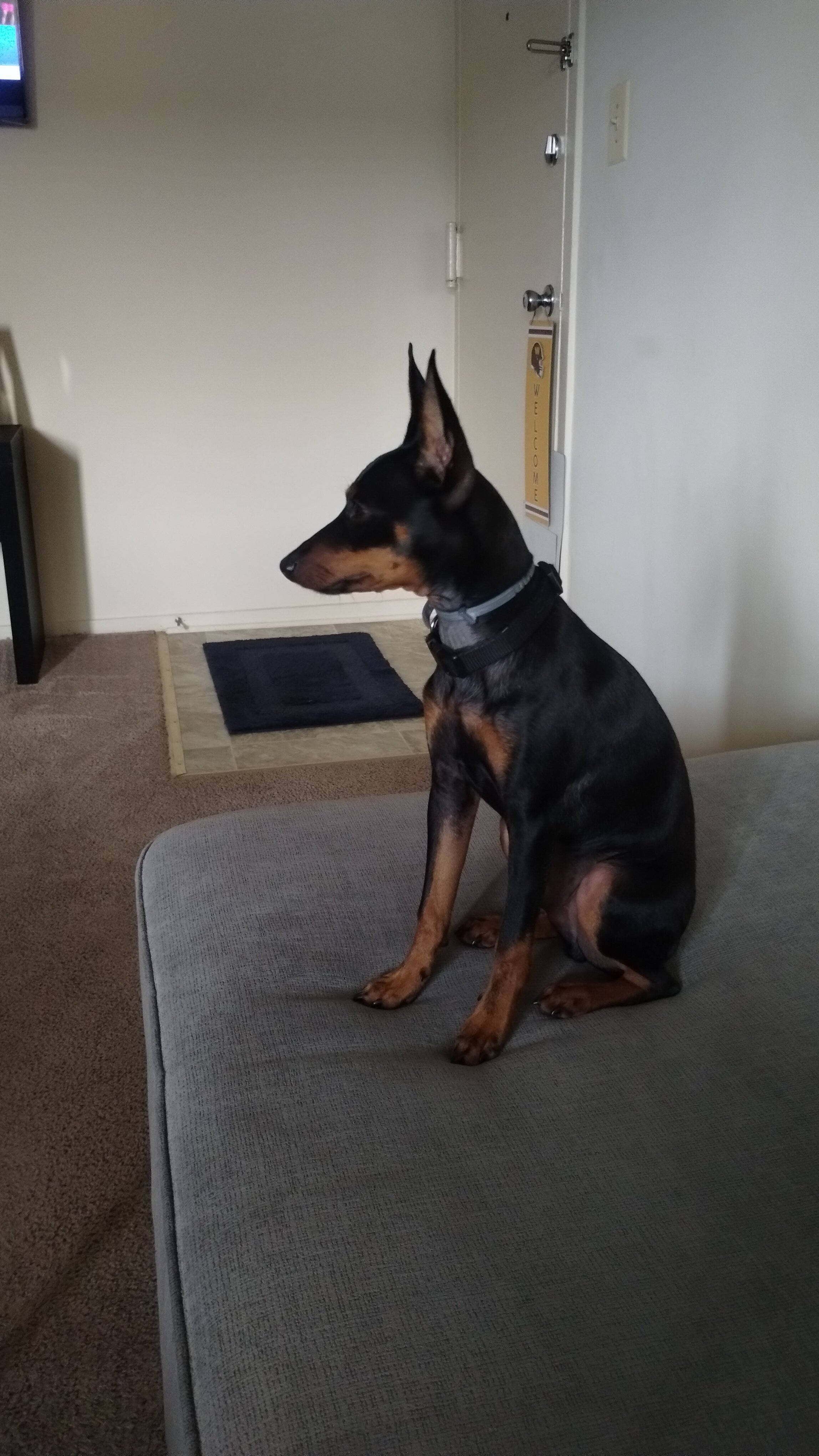 Miniature Pinscher puppy image 1