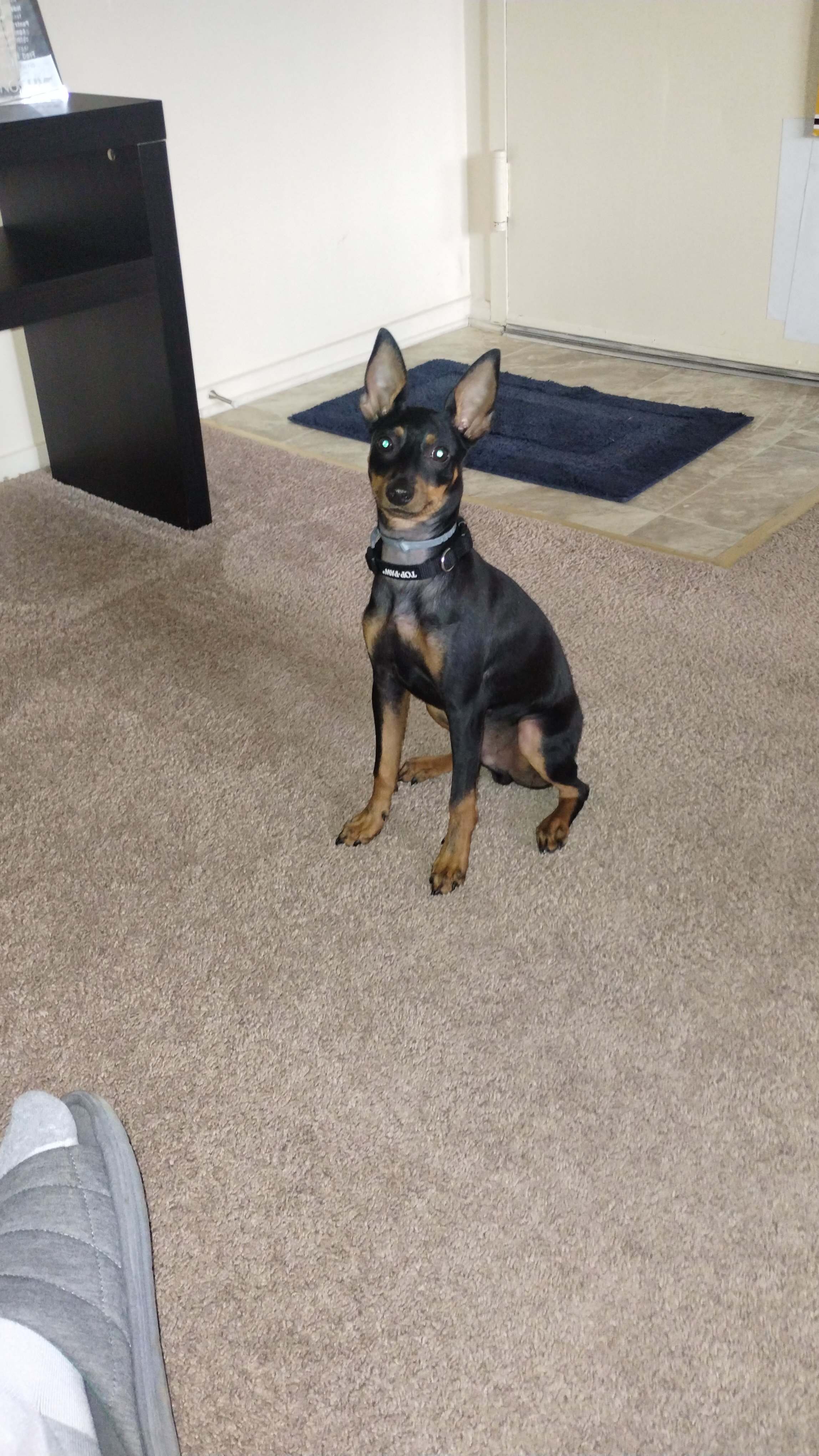 Miniature Pinscher puppy image 7