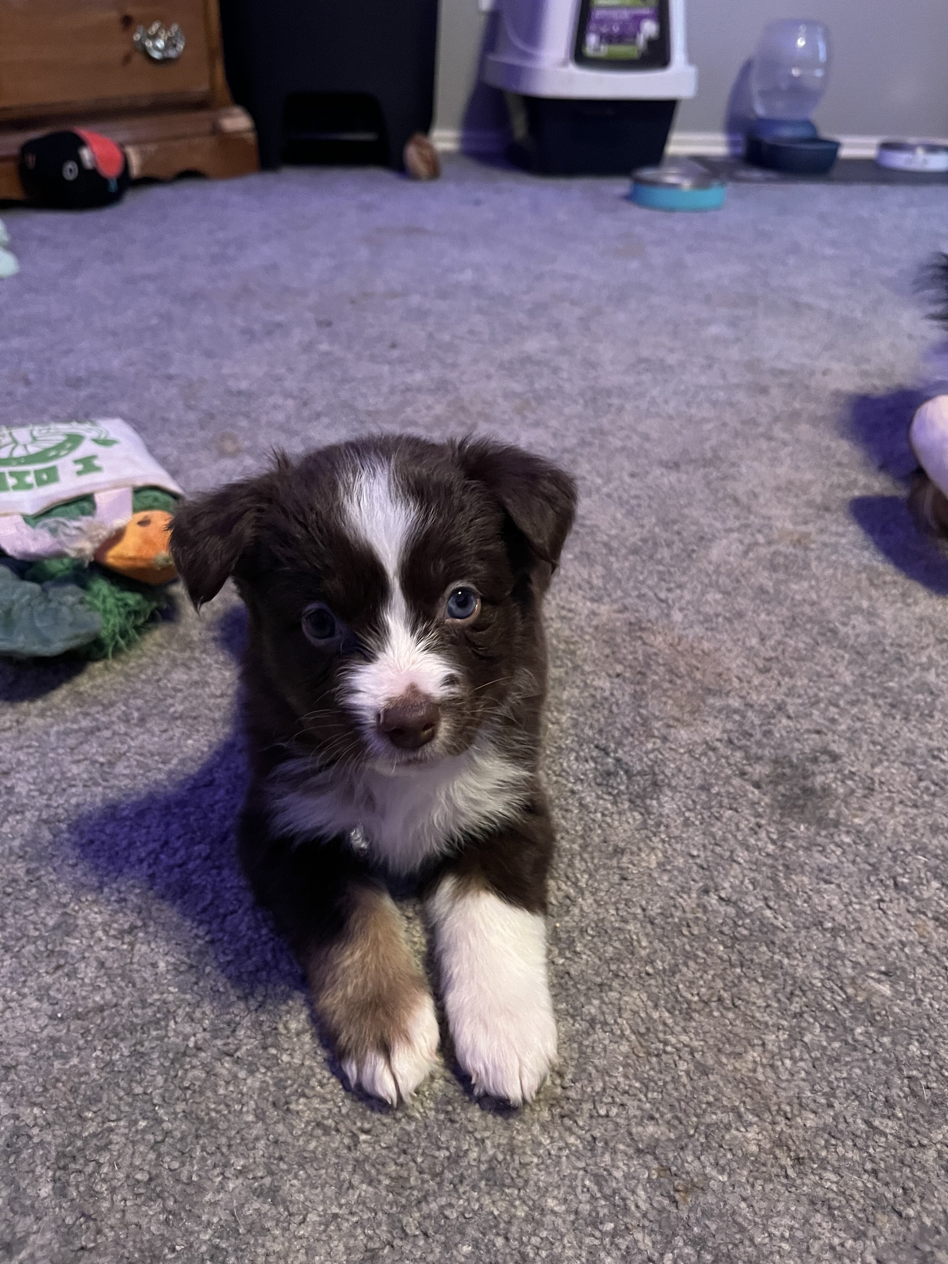 Miniature Australian Shepherd Litter image 9