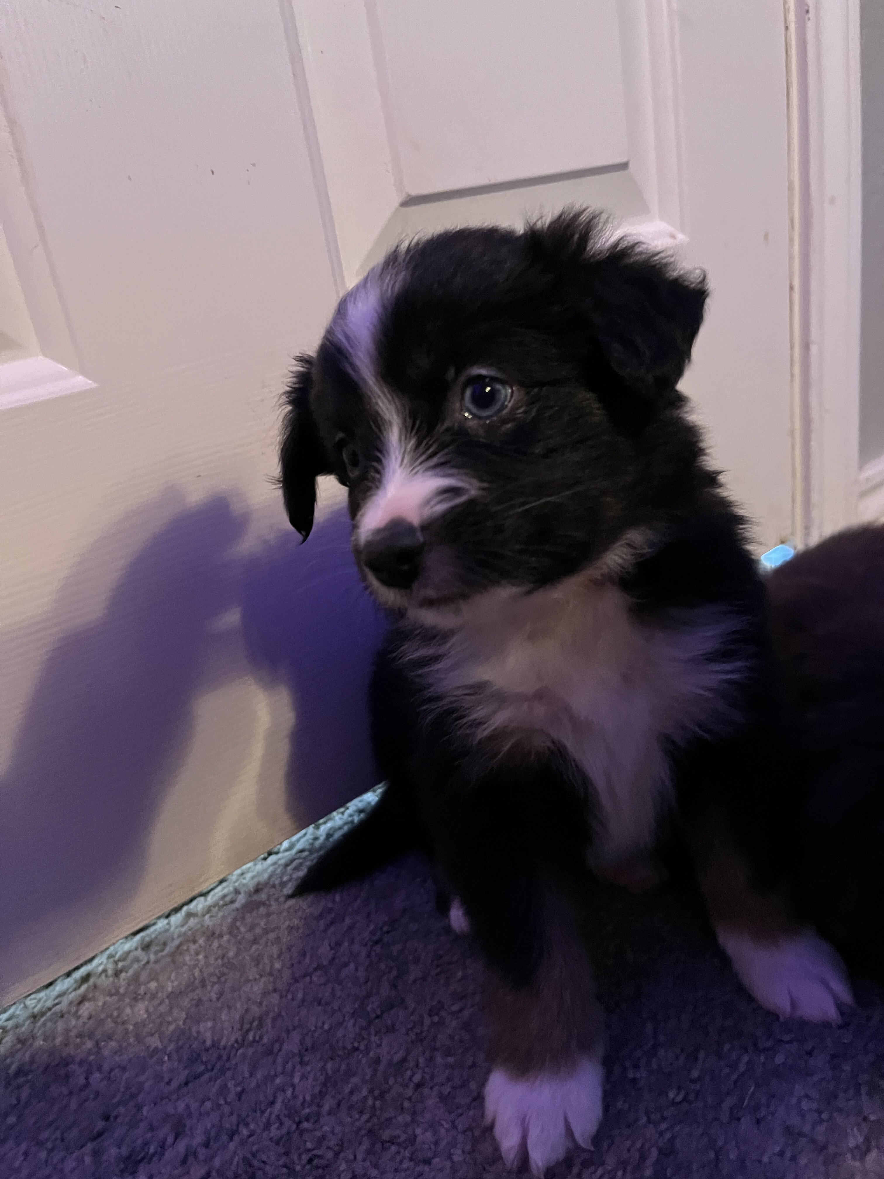Miniature Australian Shepherd Litter image 8