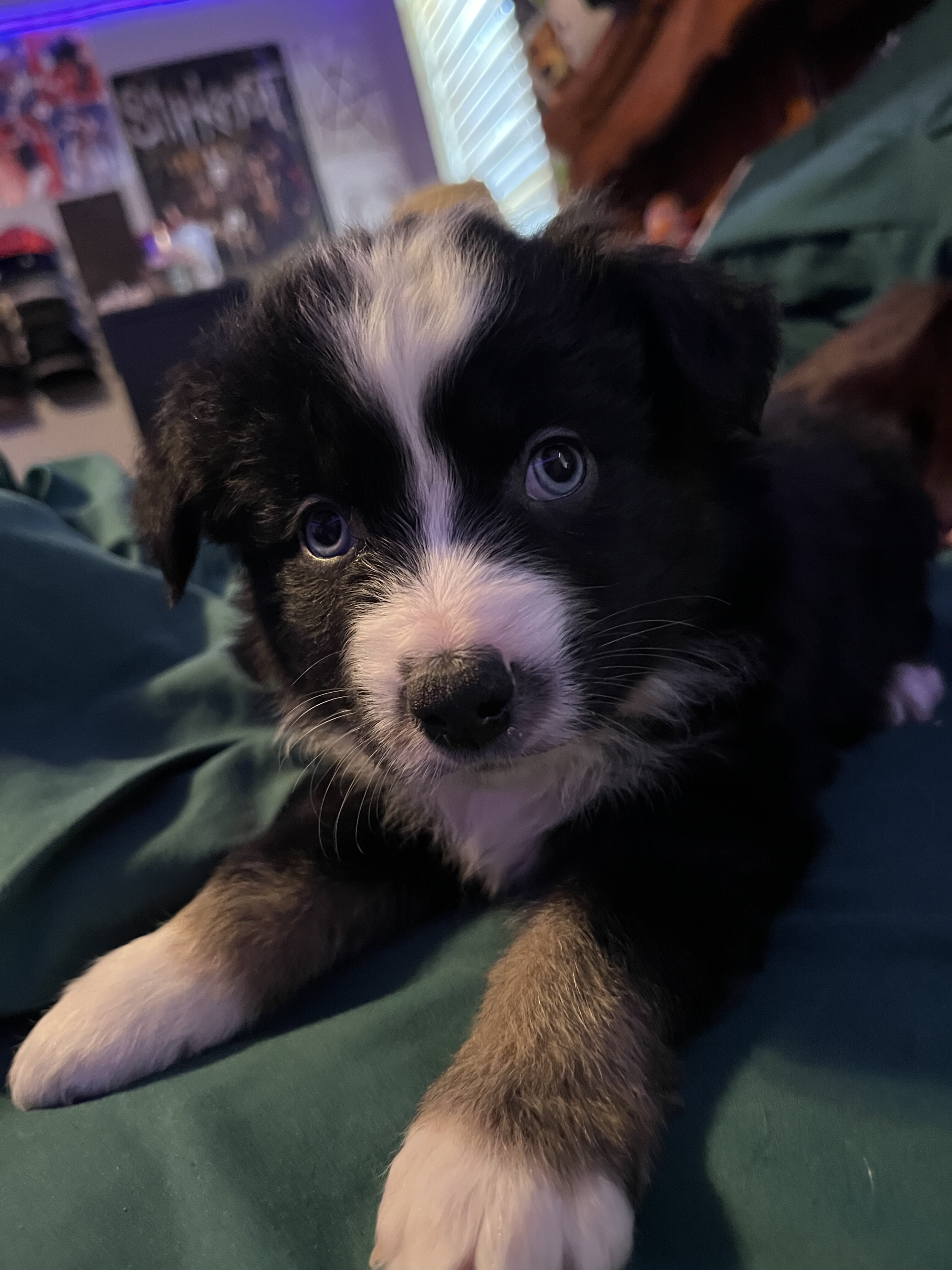 Miniature Australian Shepherd Litter image 7