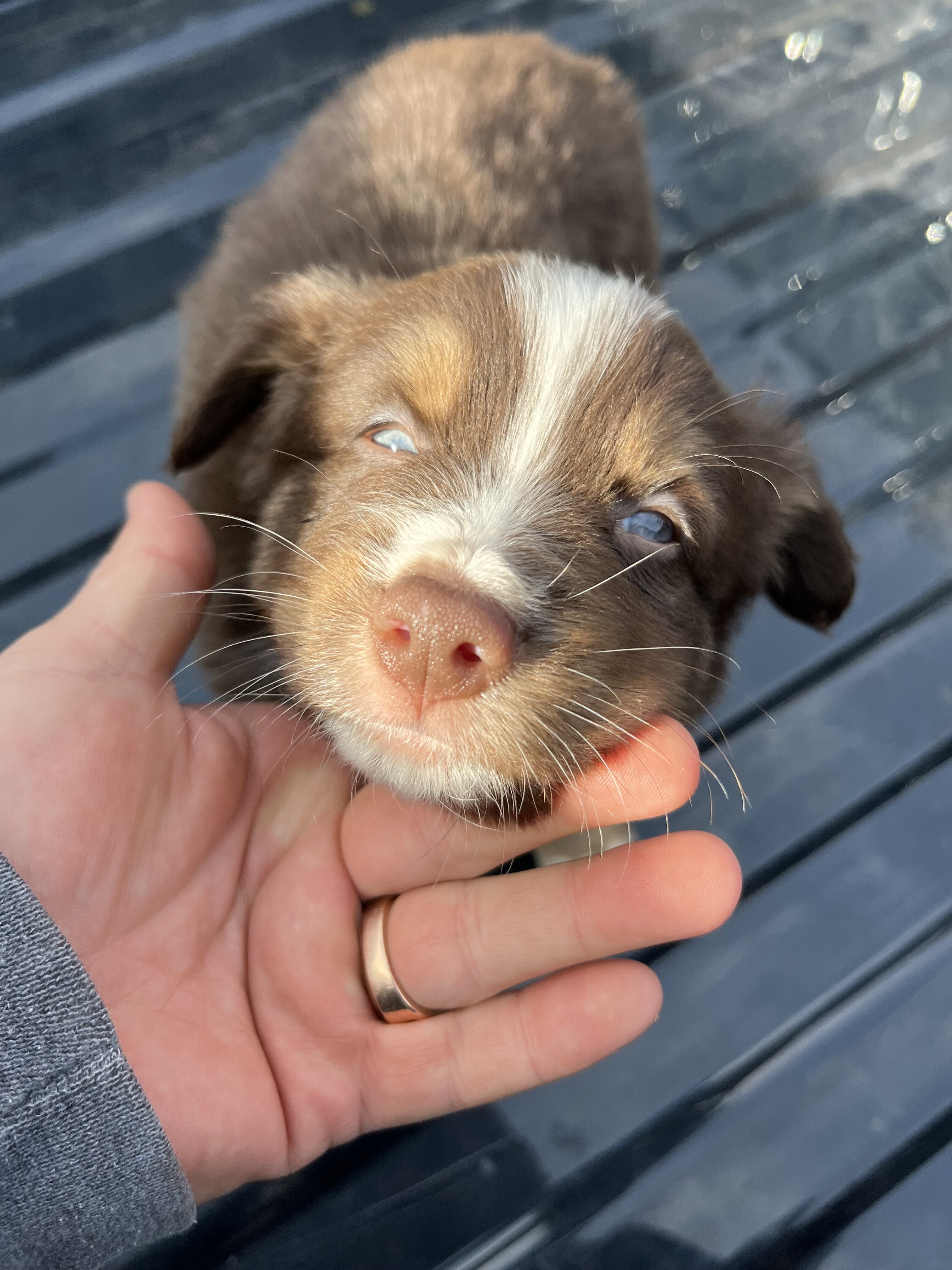 Miniature Australian Shepherd Litter image 6