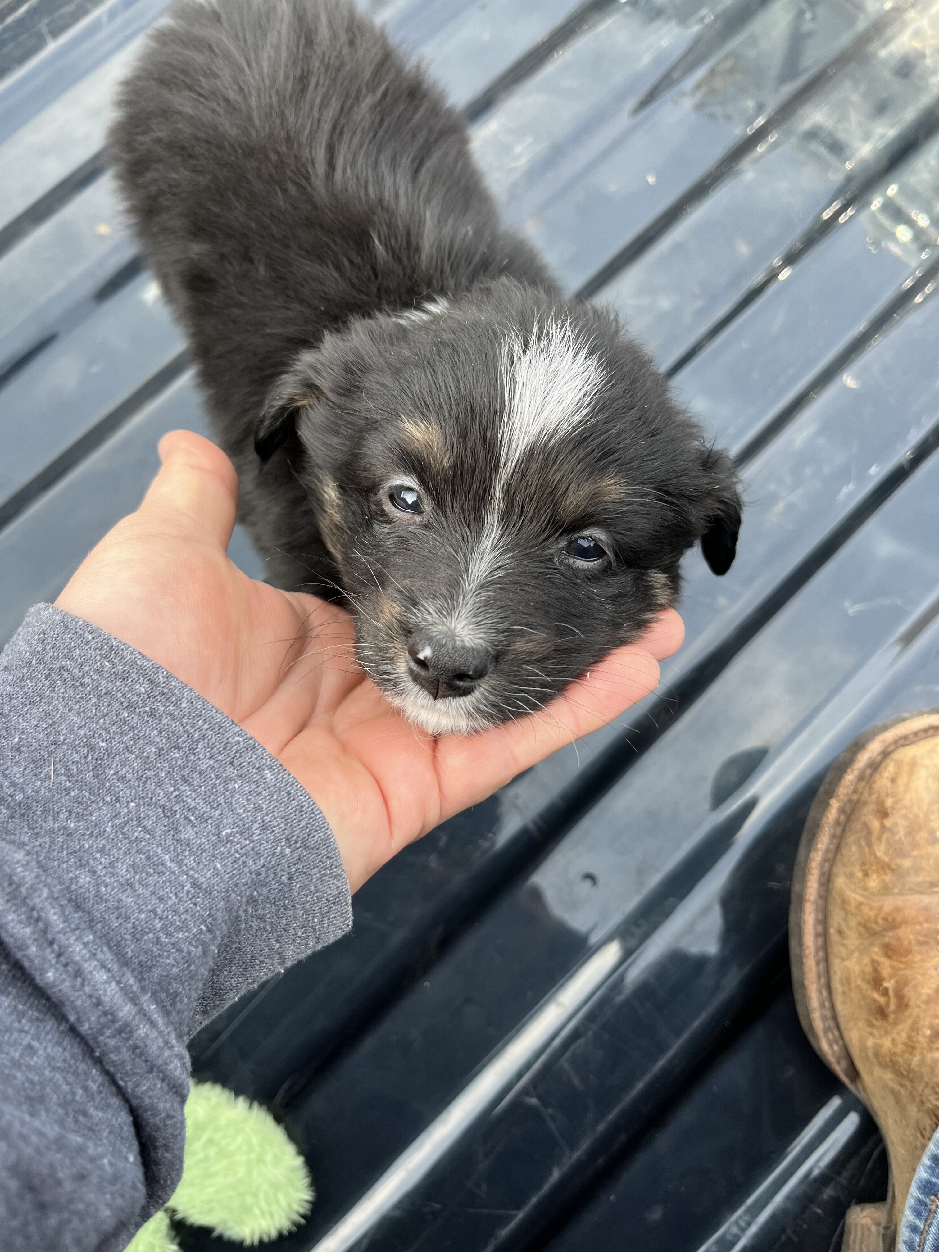 Miniature Australian Shepherd Litter image 5