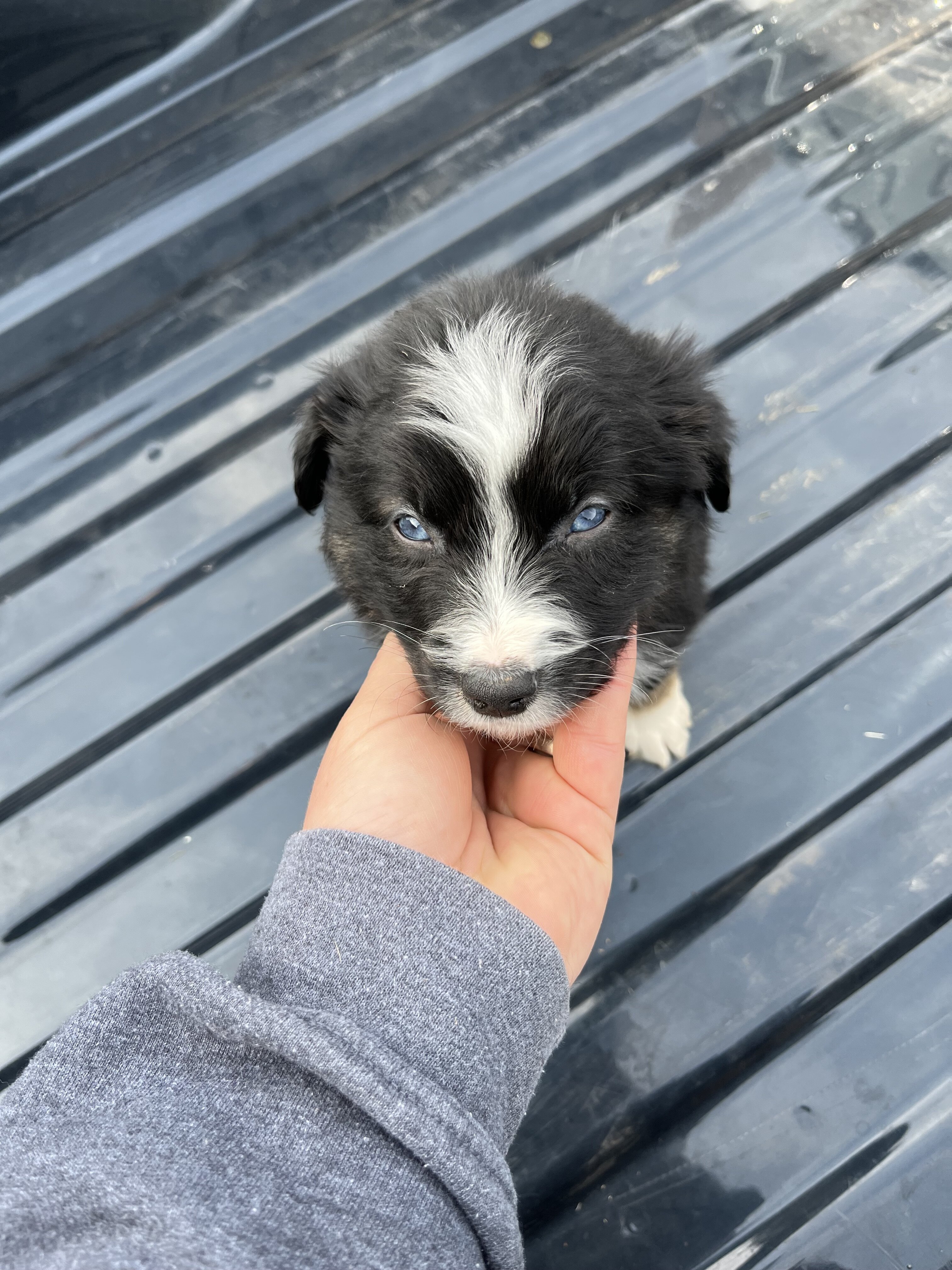 Miniature Australian Shepherd Litter image 4