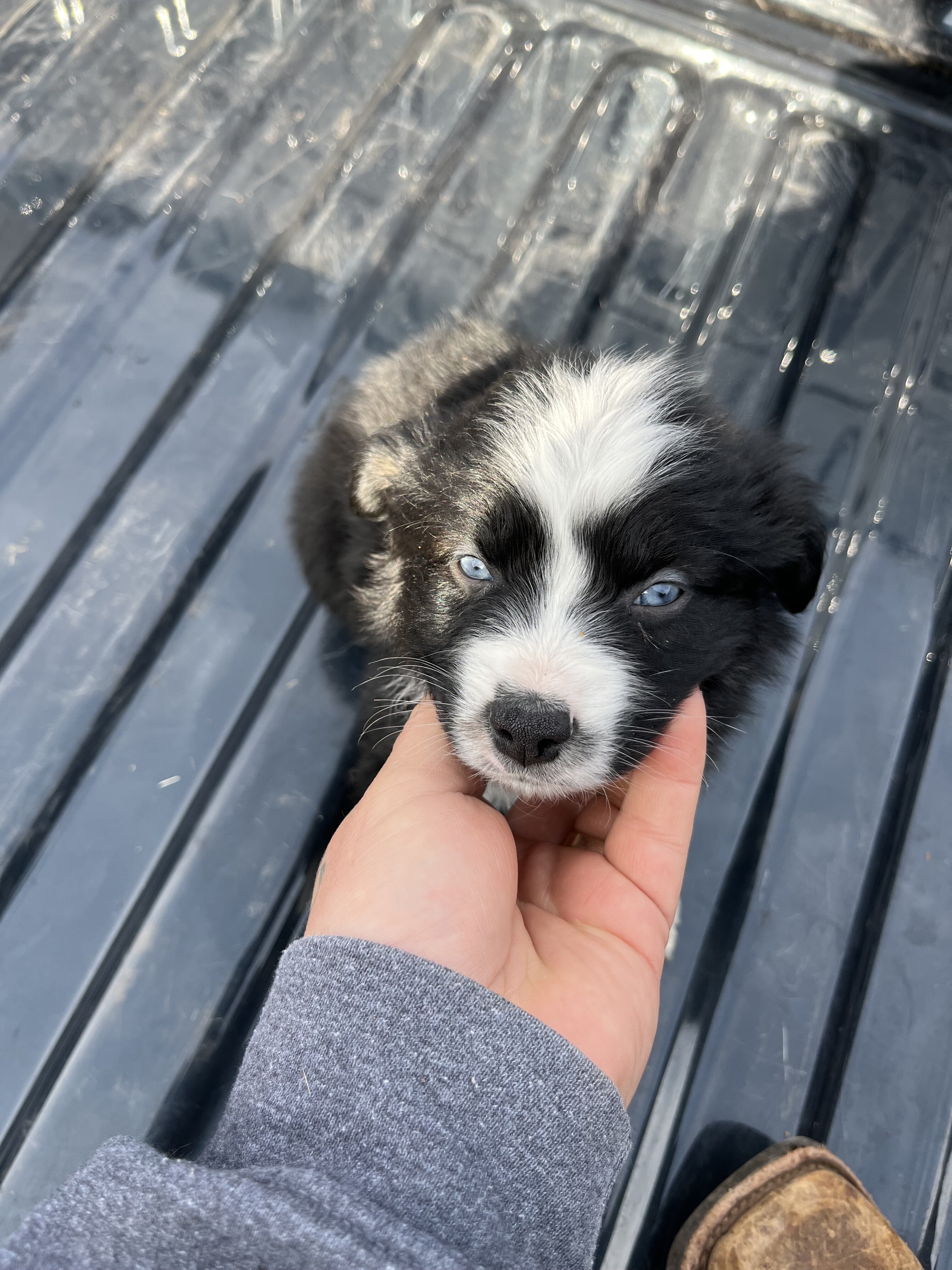 Miniature Australian Shepherd Litter image 3