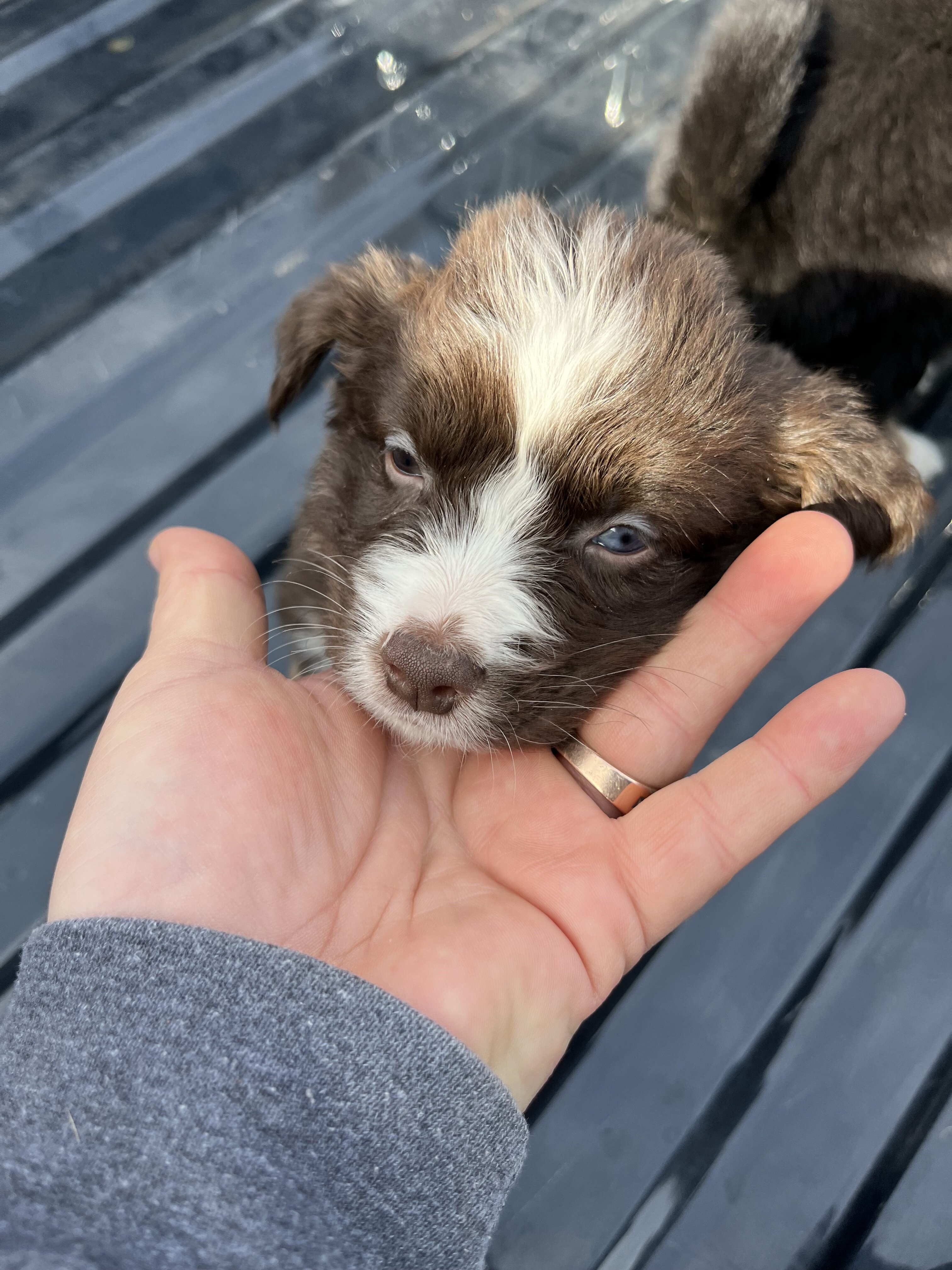 Miniature Australian Shepherd Litter image 2