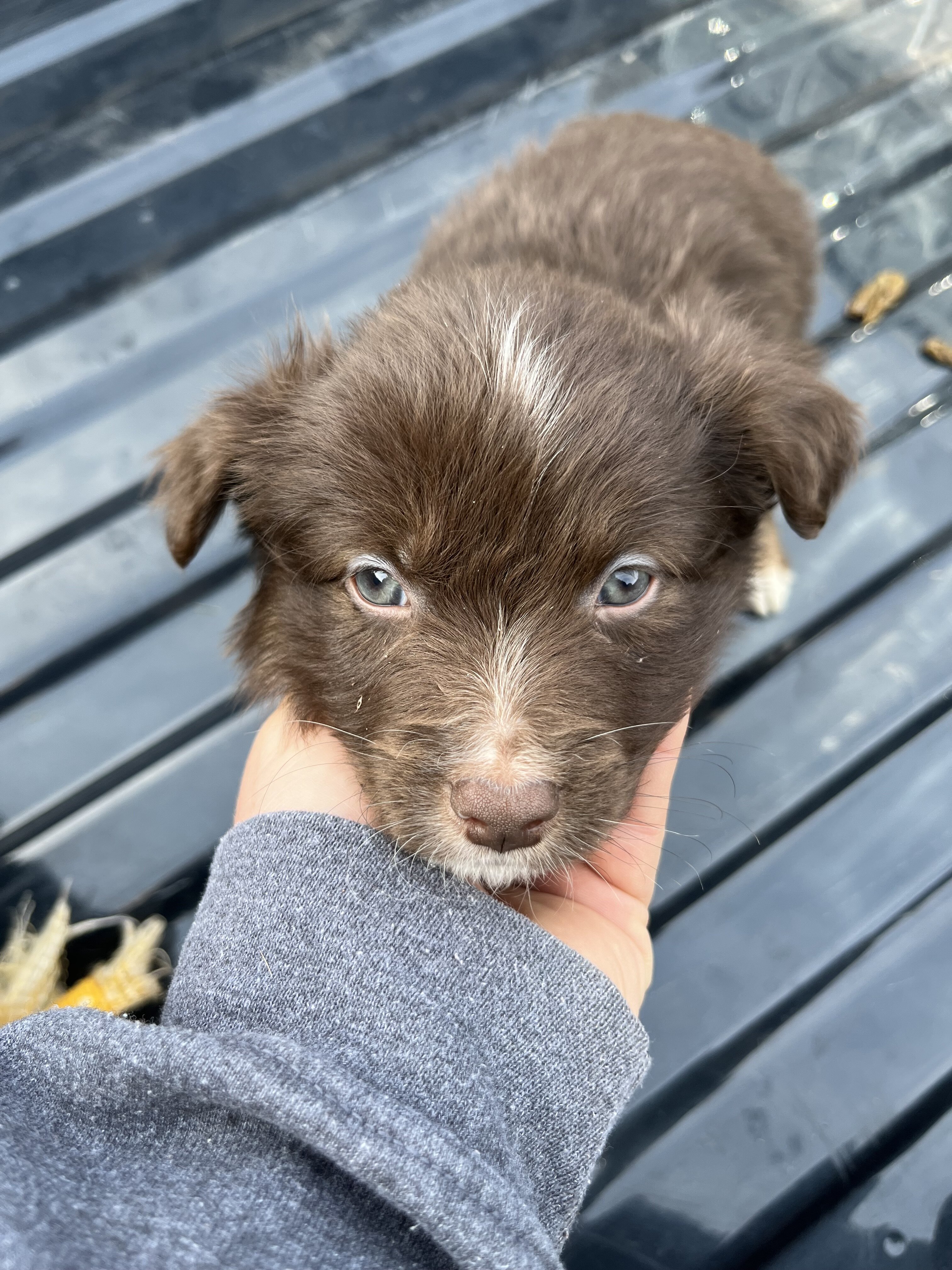 Miniature Australian Shepherd Litter image 1