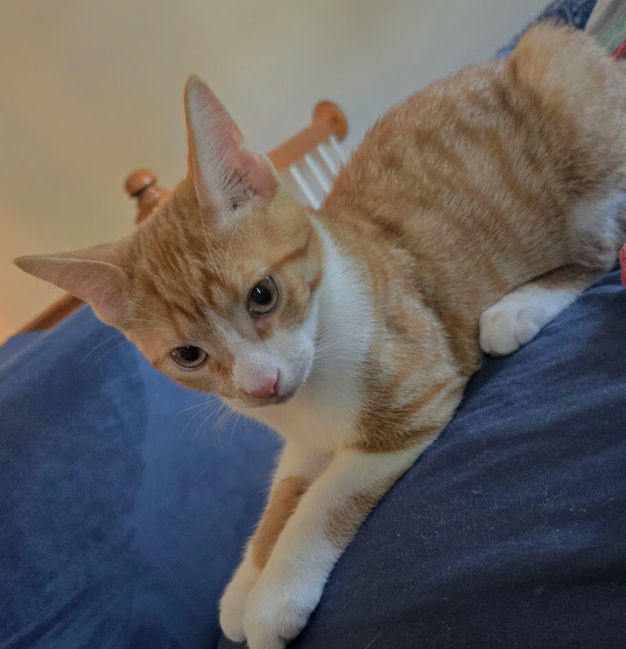 5 months orange American short hair kitten. image 6