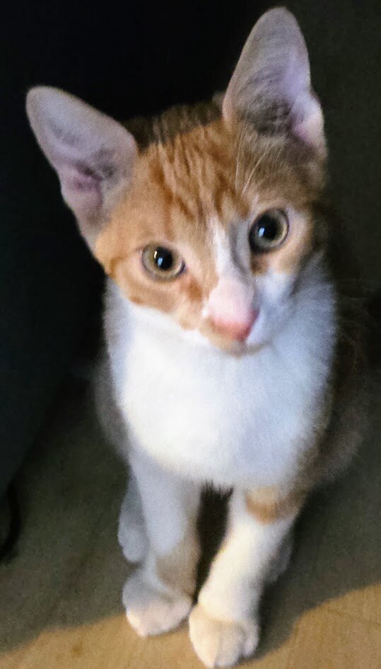 5 months orange American short hair kitten. image 4