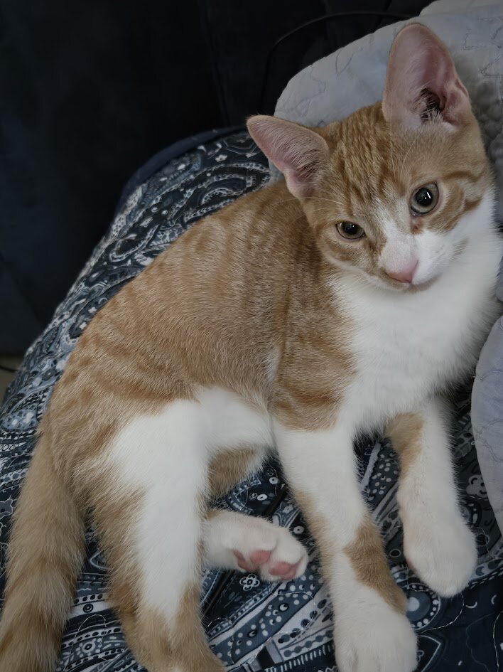 5 months orange American short hair kitten. image 3