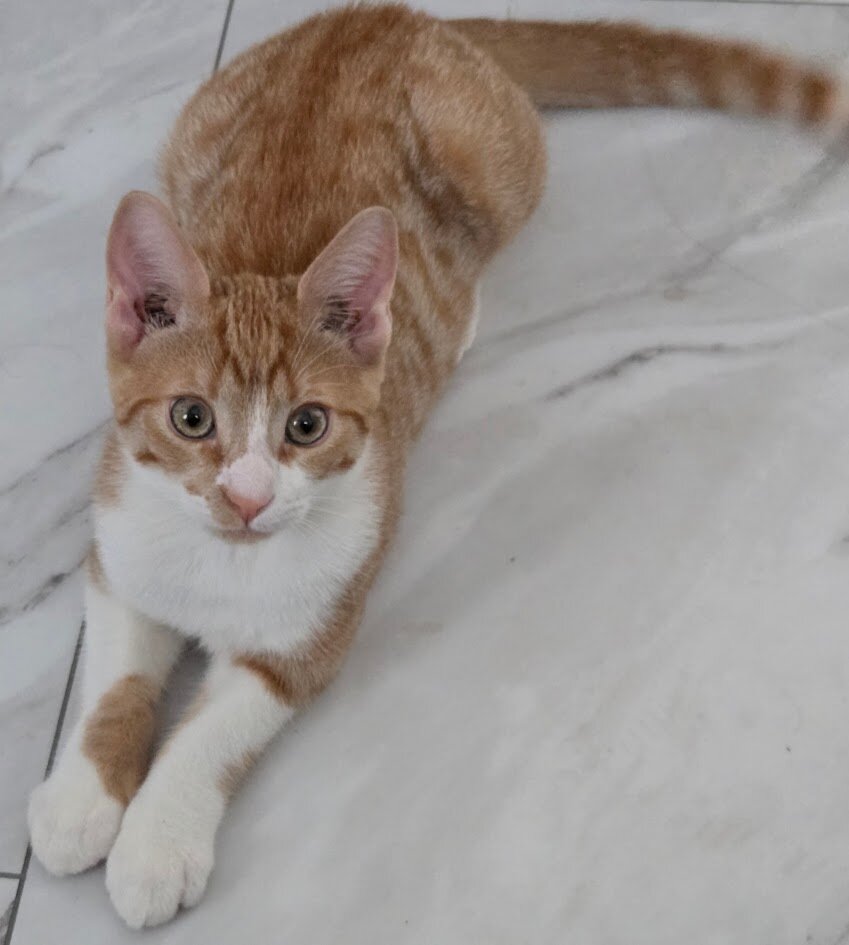 5 months orange American short hair kitten. image 1