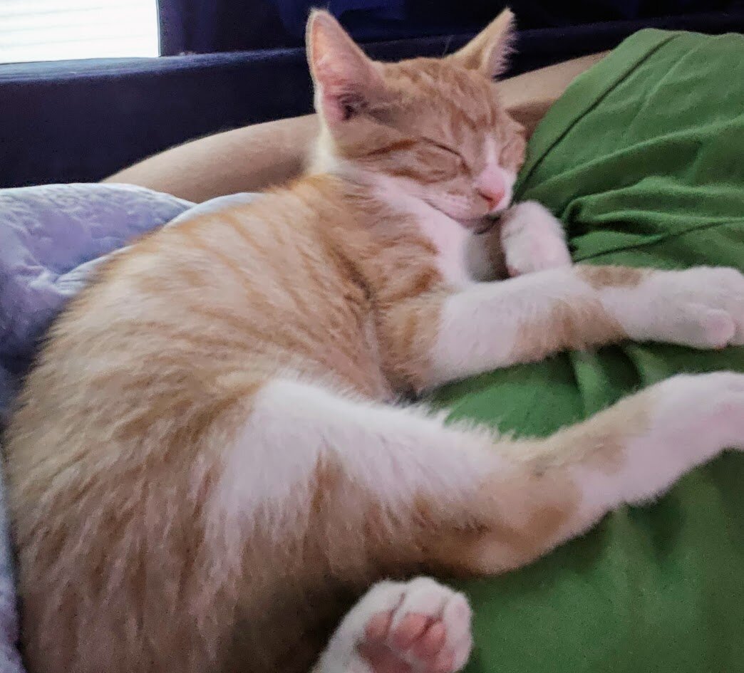 5 months orange American short hair kitten. image 2