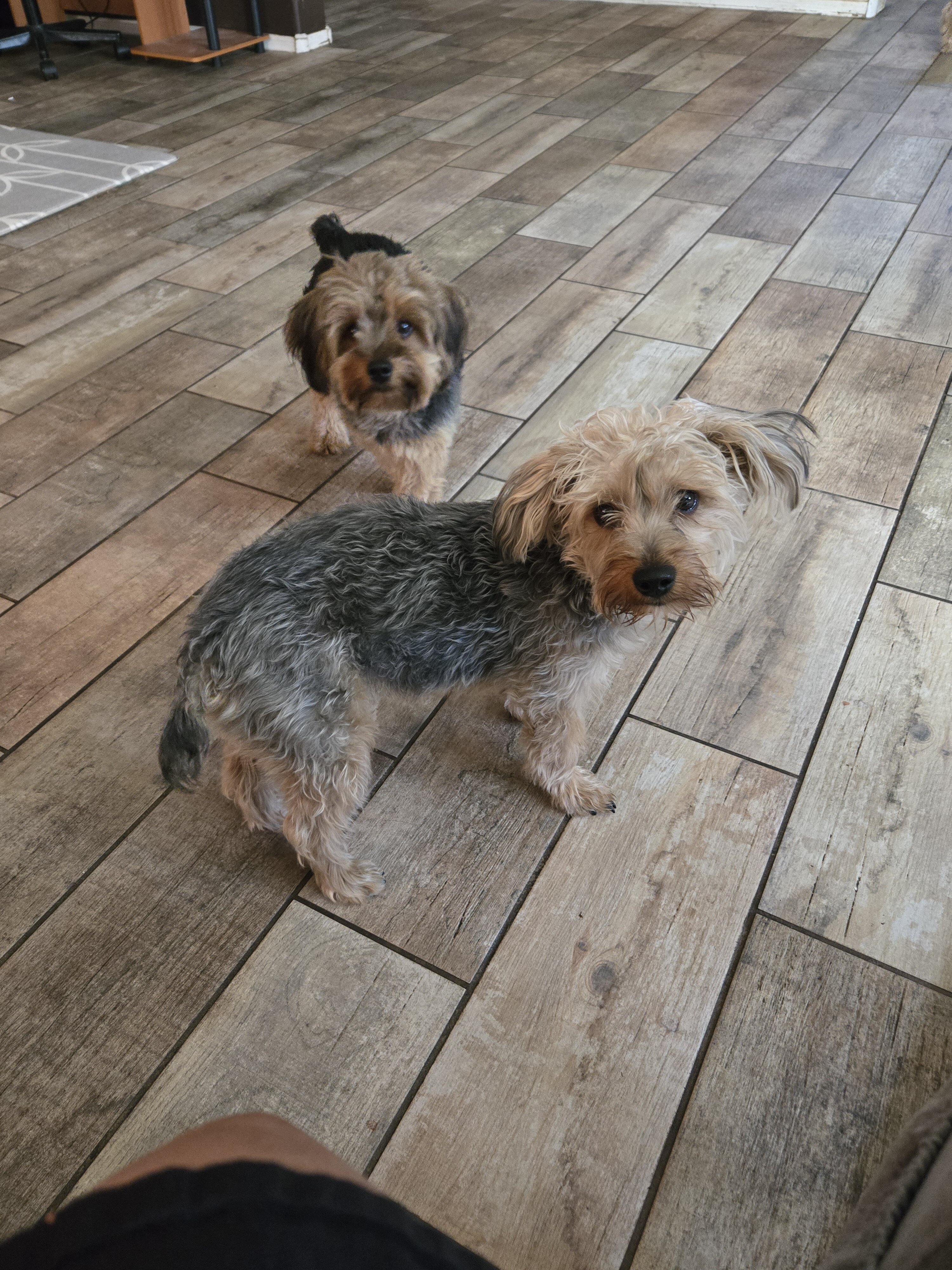 Yorkie Poodle Mix (male) image 1