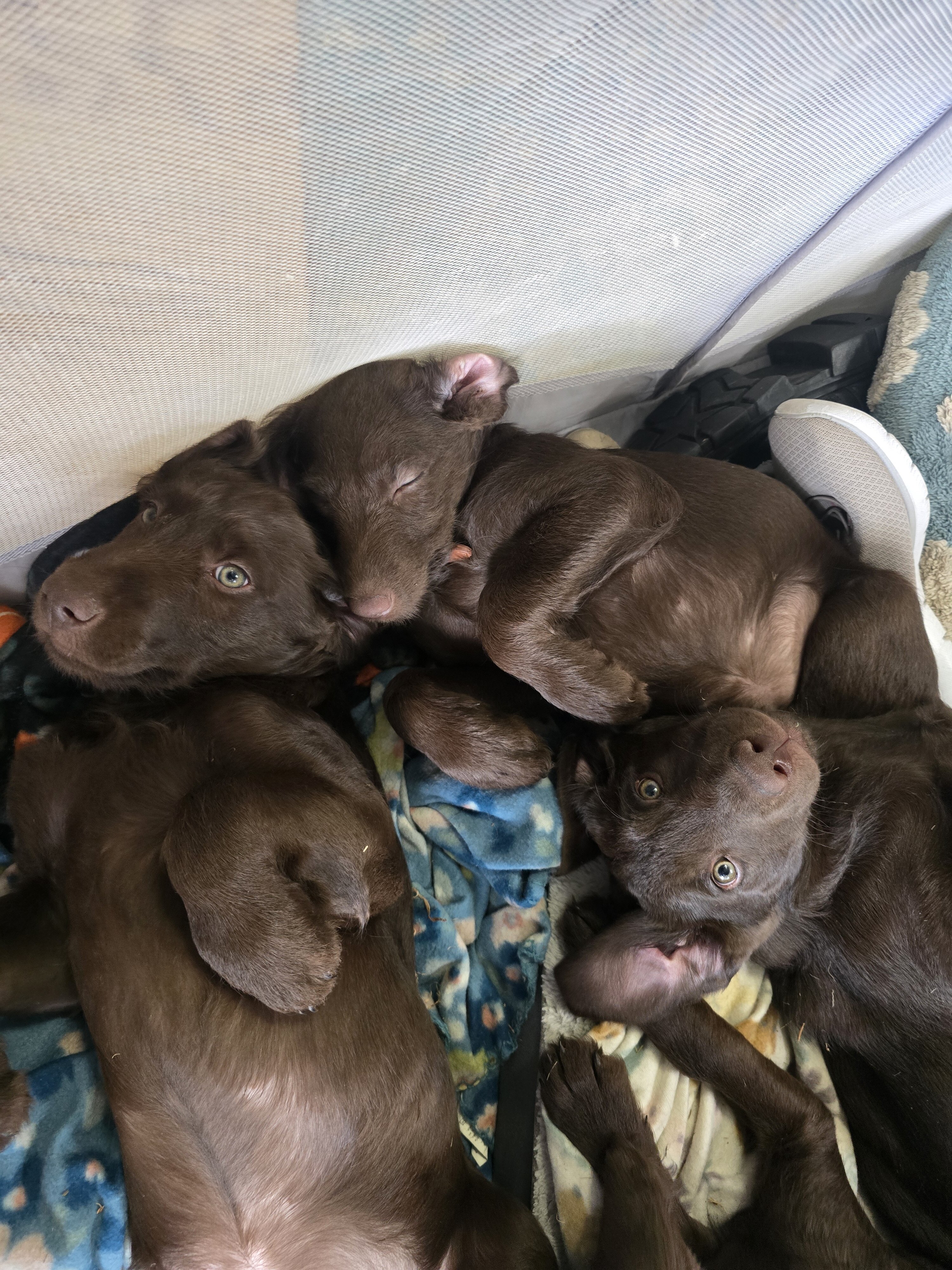 🚨 Fully Trained 6-Month-Old Chocolate Doodles image 9