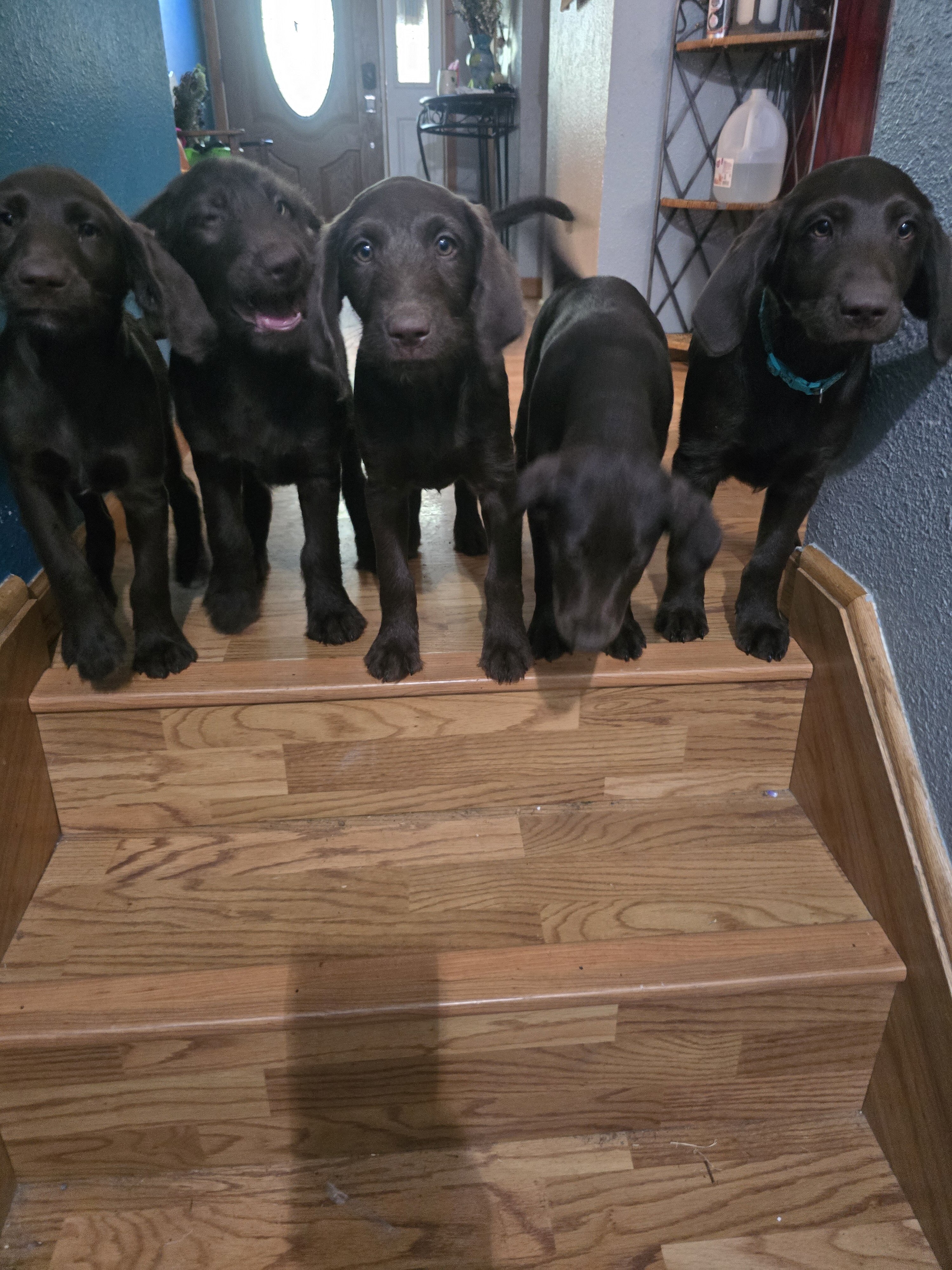 🚨 Fully Trained 6-Month-Old Chocolate Doodles image 10