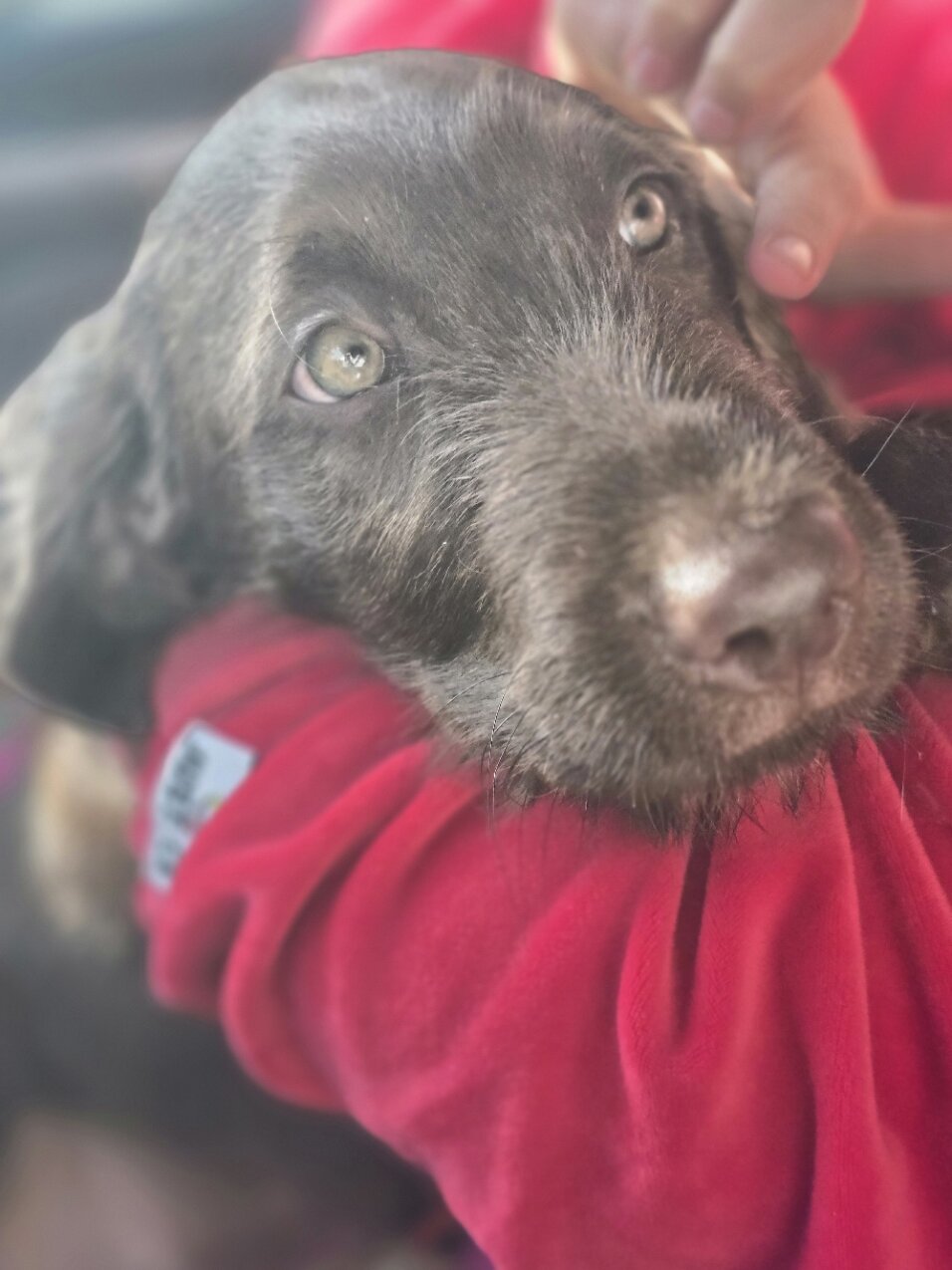 🚨 Fully Trained 6-Month-Old Chocolate Doodles image 2