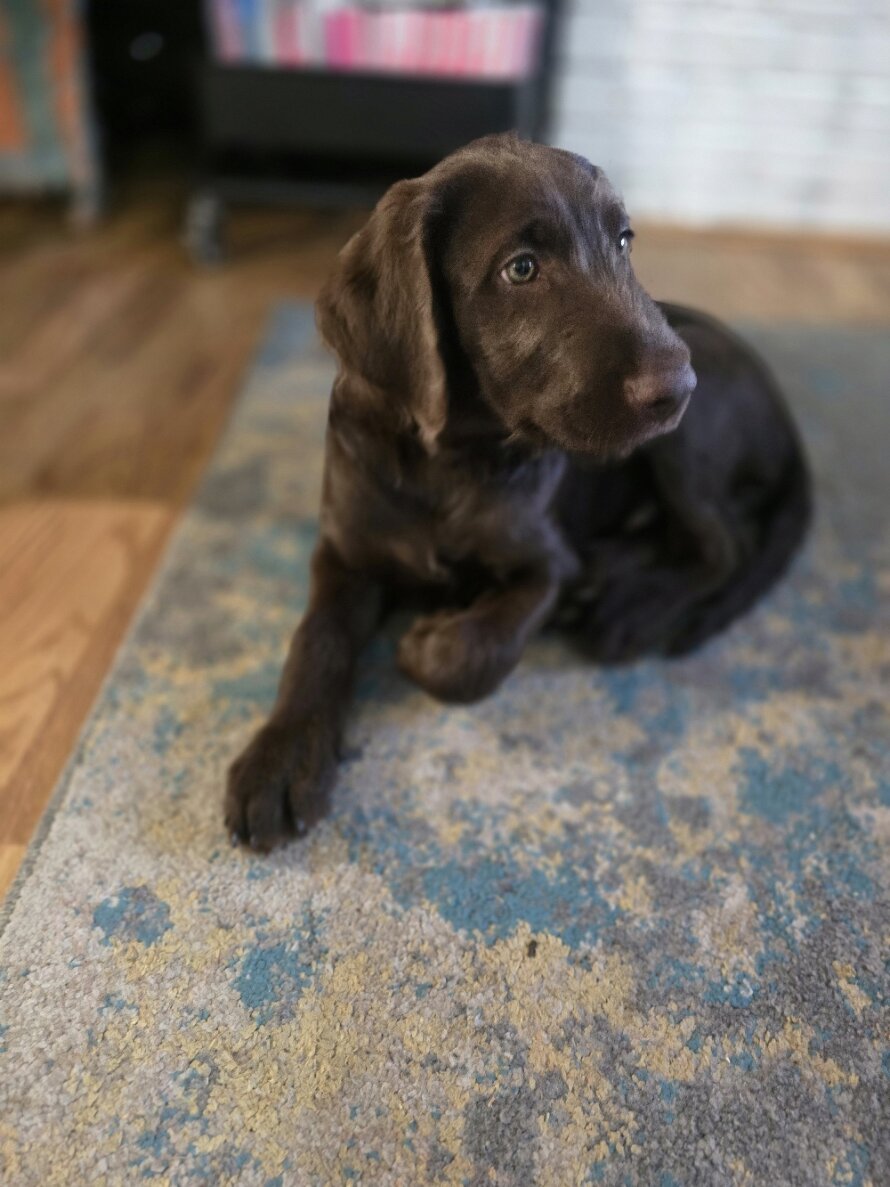 🚨 Fully Trained 6-Month-Old Chocolate Doodles image 1