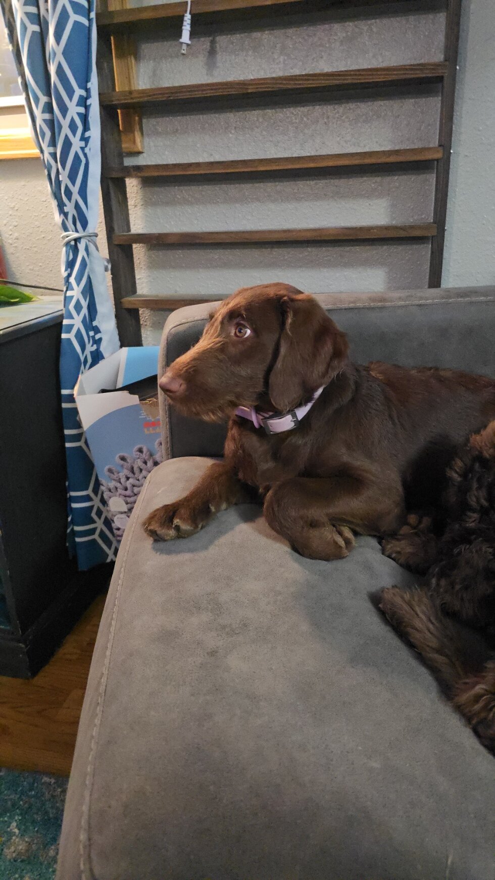🚨 Fully Trained 6-Month-Old Chocolate Doodles image 3