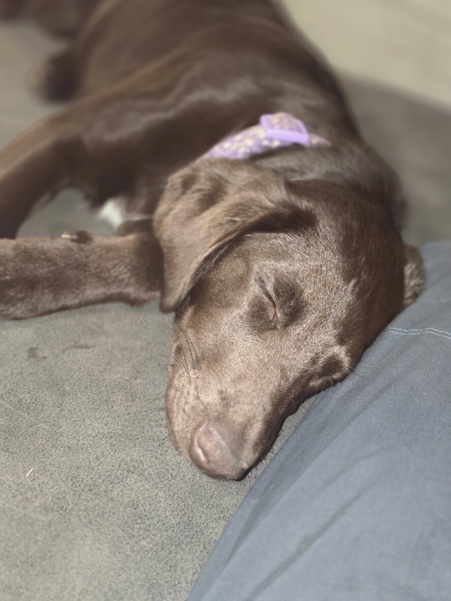 🚨 Fully Trained 6-Month-Old Chocolate Doodles image 5