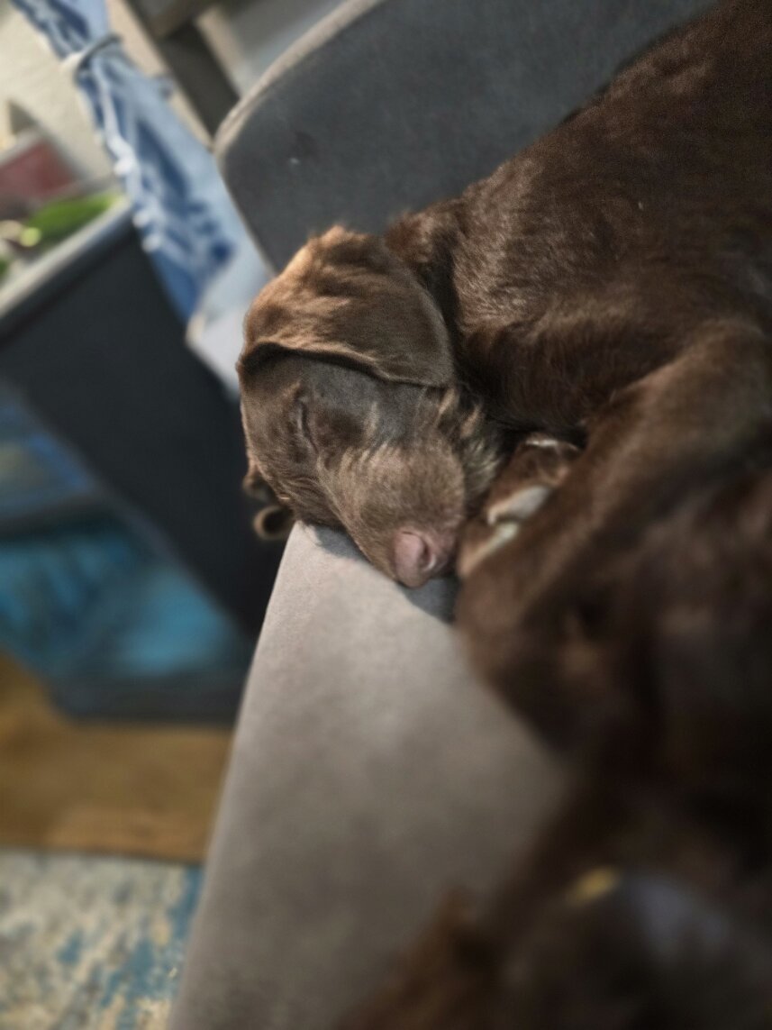 🚨 Fully Trained 6-Month-Old Chocolate Doodles image 6